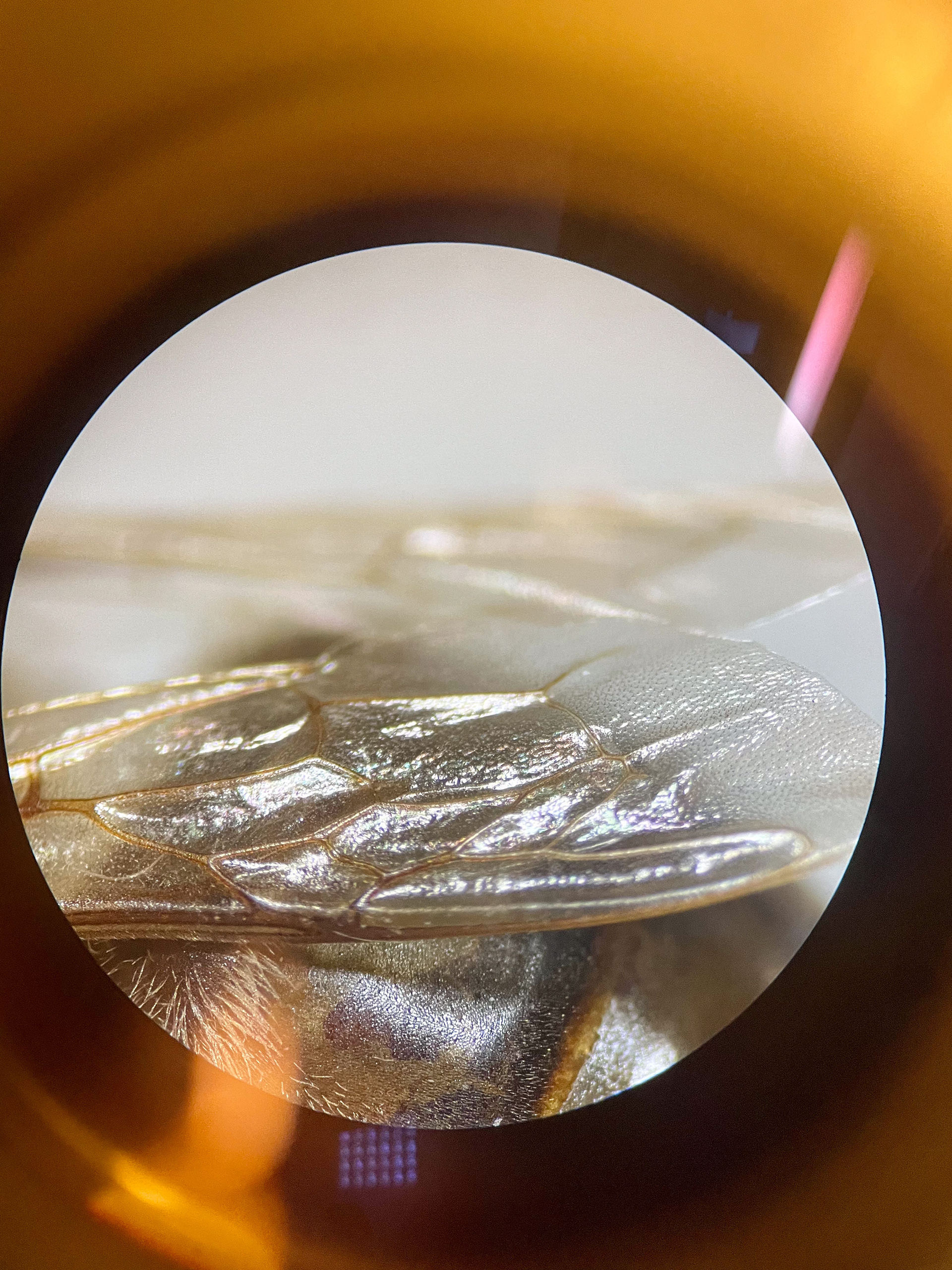 bee's wing