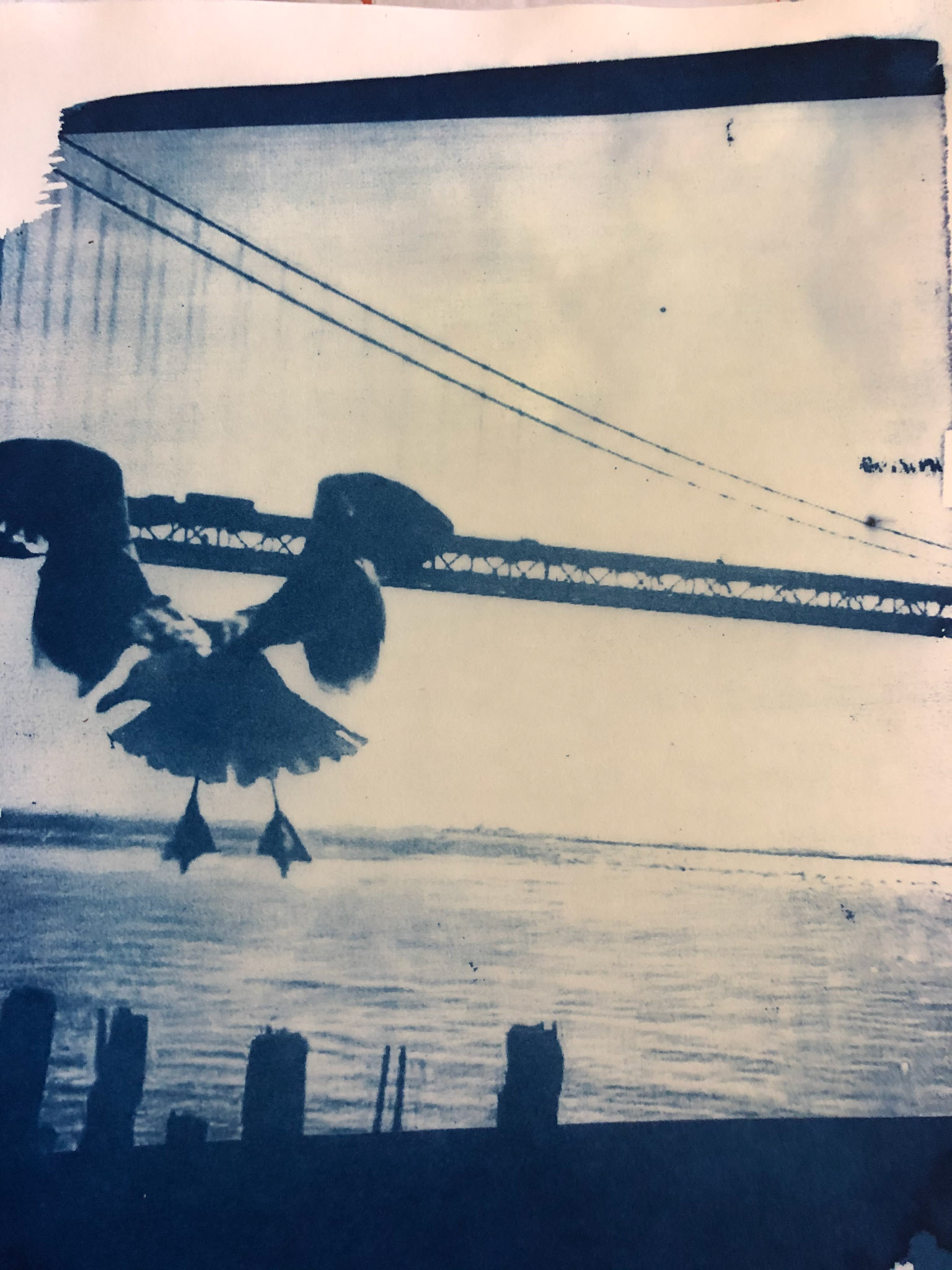 Cyanotype