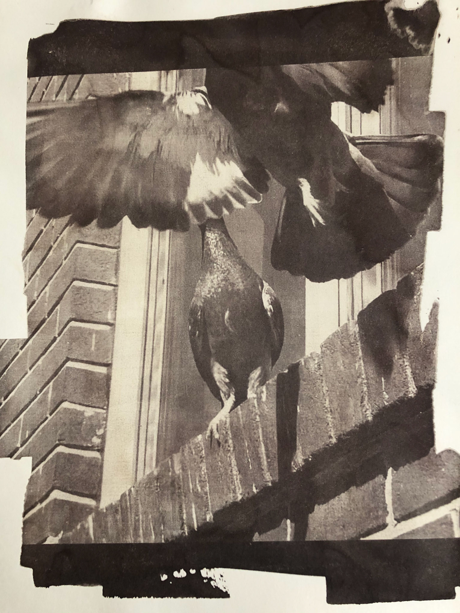 Van Dyke Brown