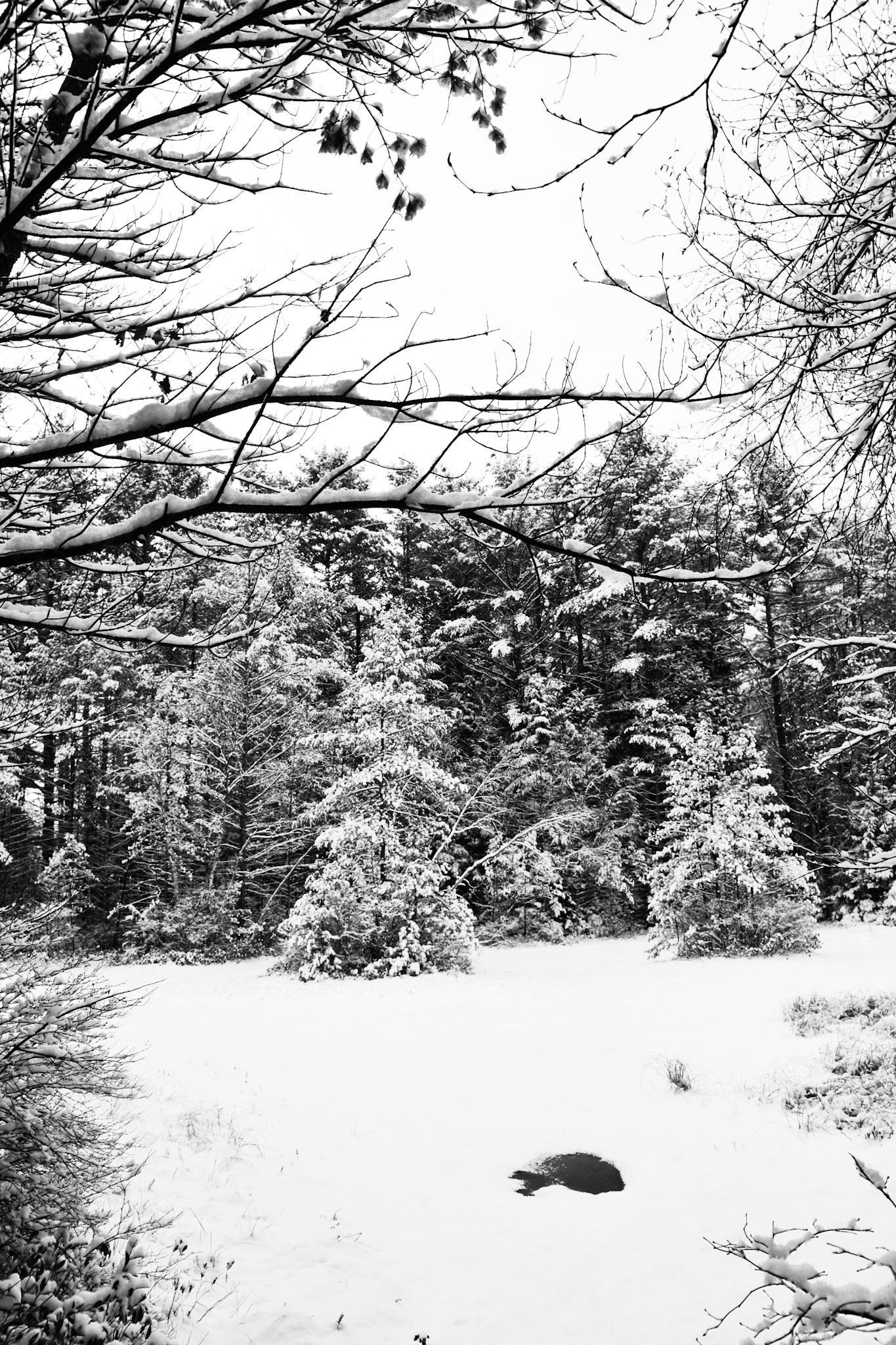 snowy new england landscape
