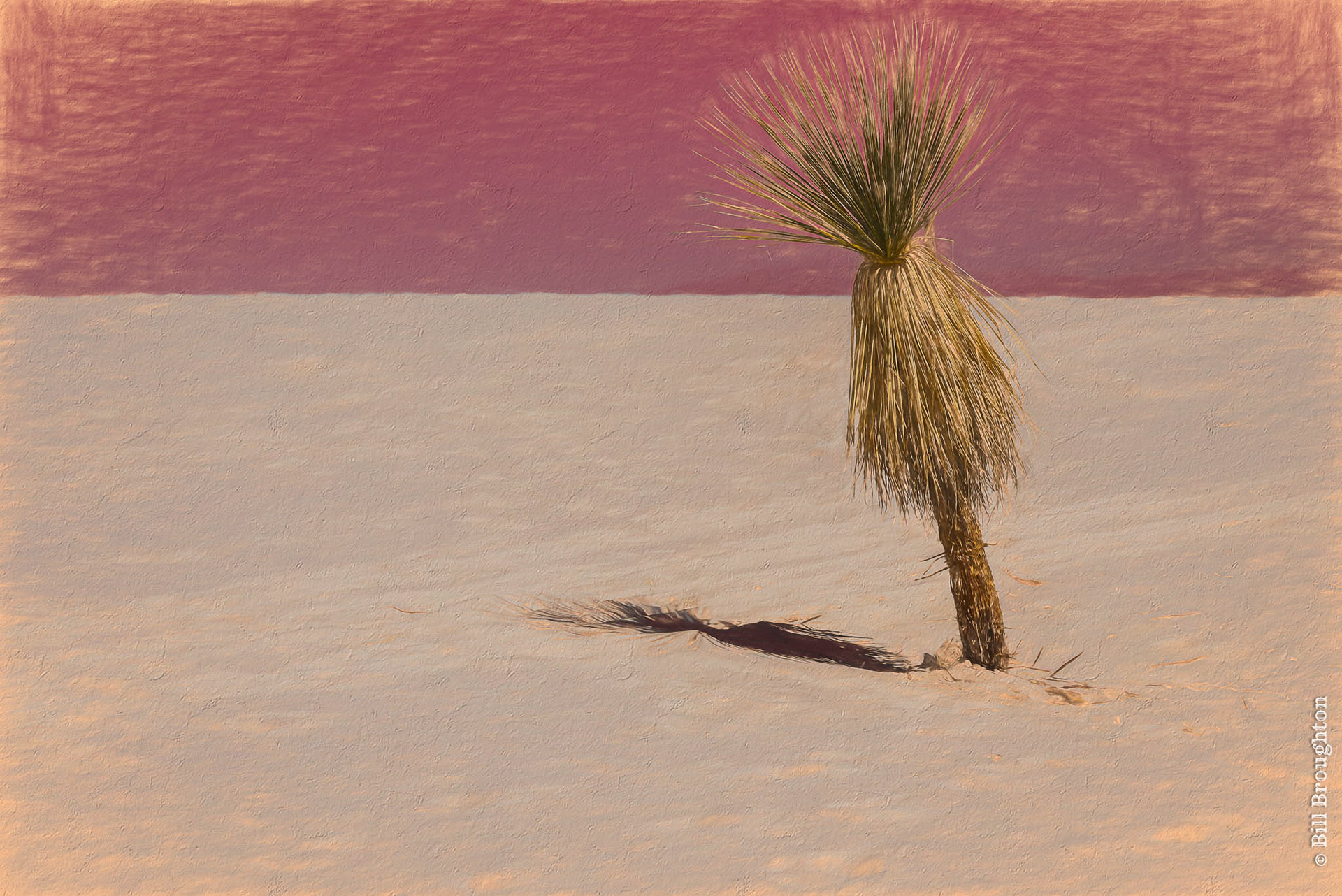 Lone Yucca, White Sands NP, New Mexico