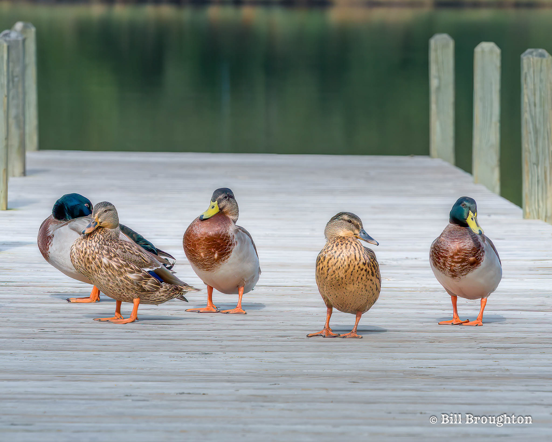 Fowl Dock Party
