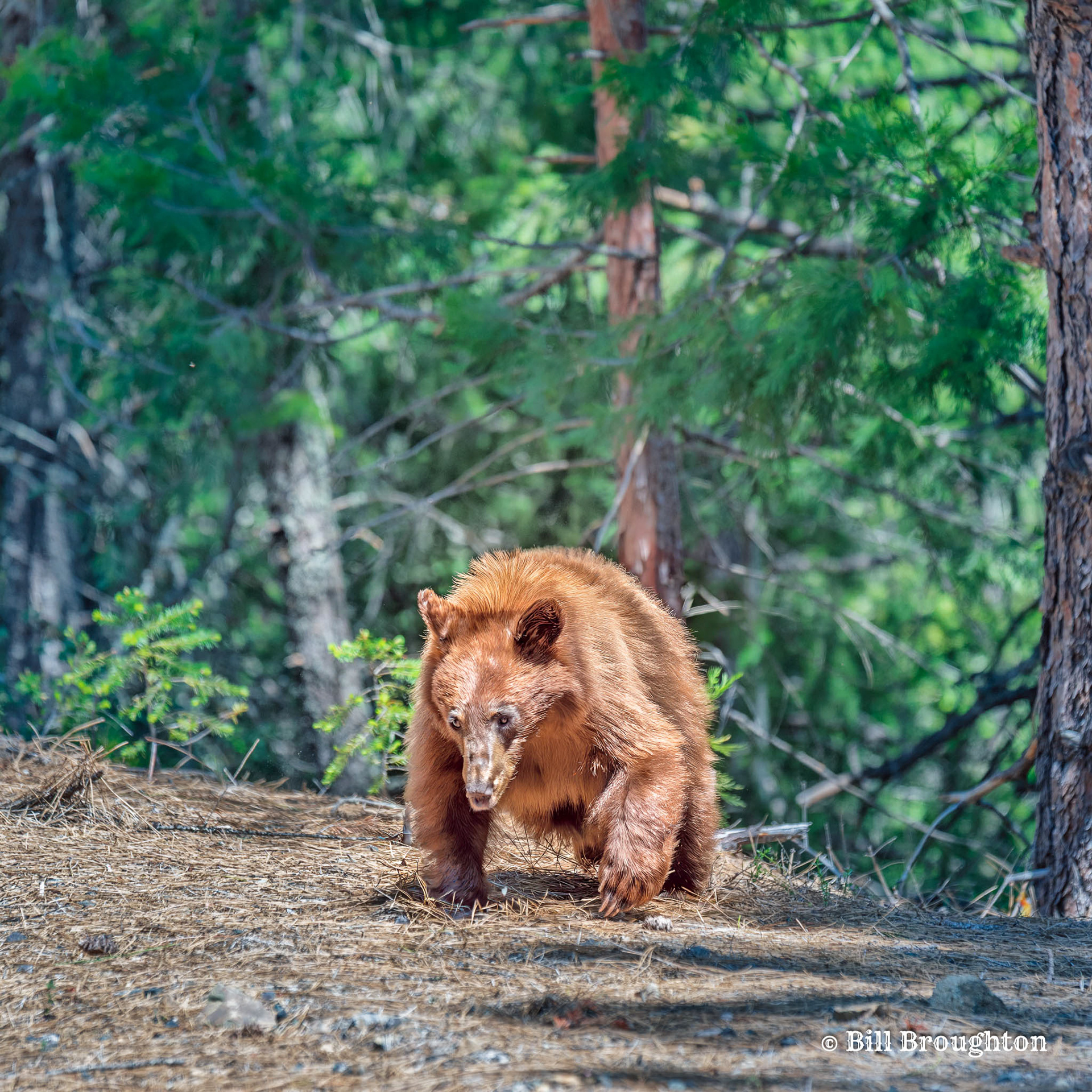 Brown Bear  at McCloud Reservoir, CA
