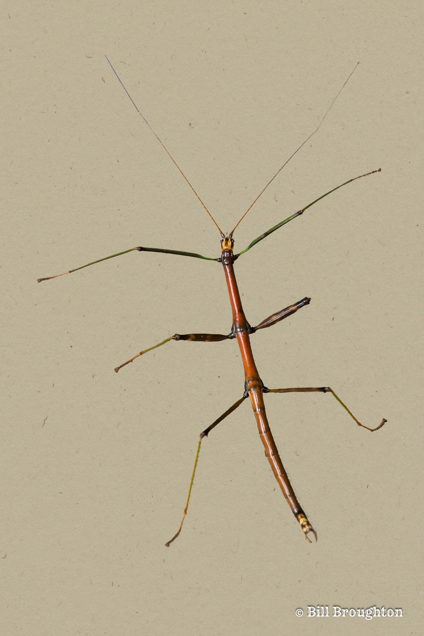 Stick Bug