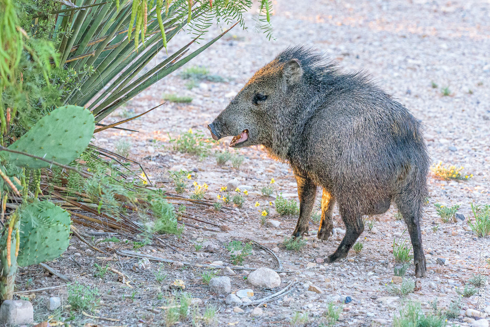 Javelina, Marathon, Texas