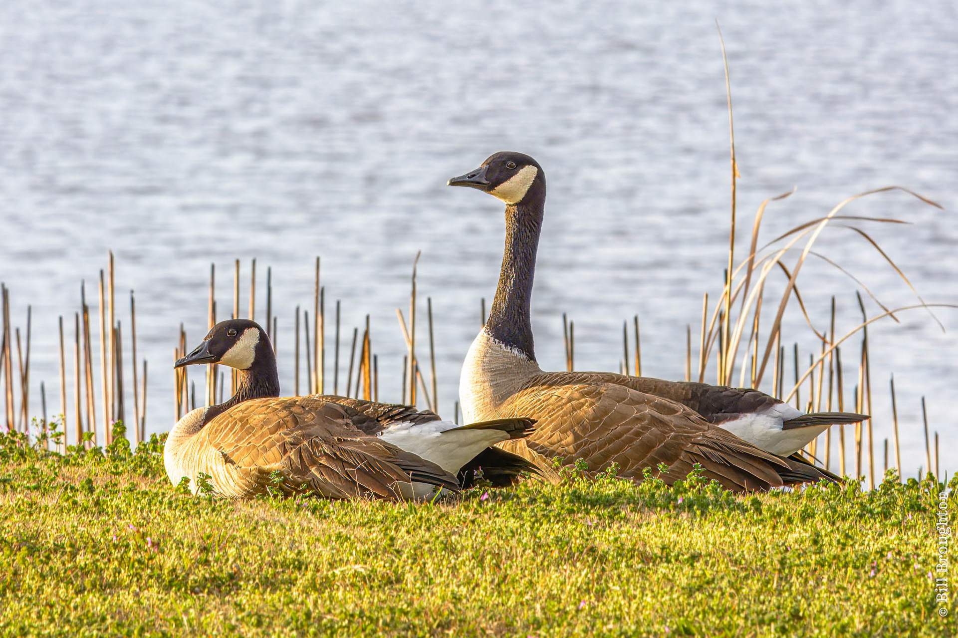 Geese Resting at Lake Bonham, Texas