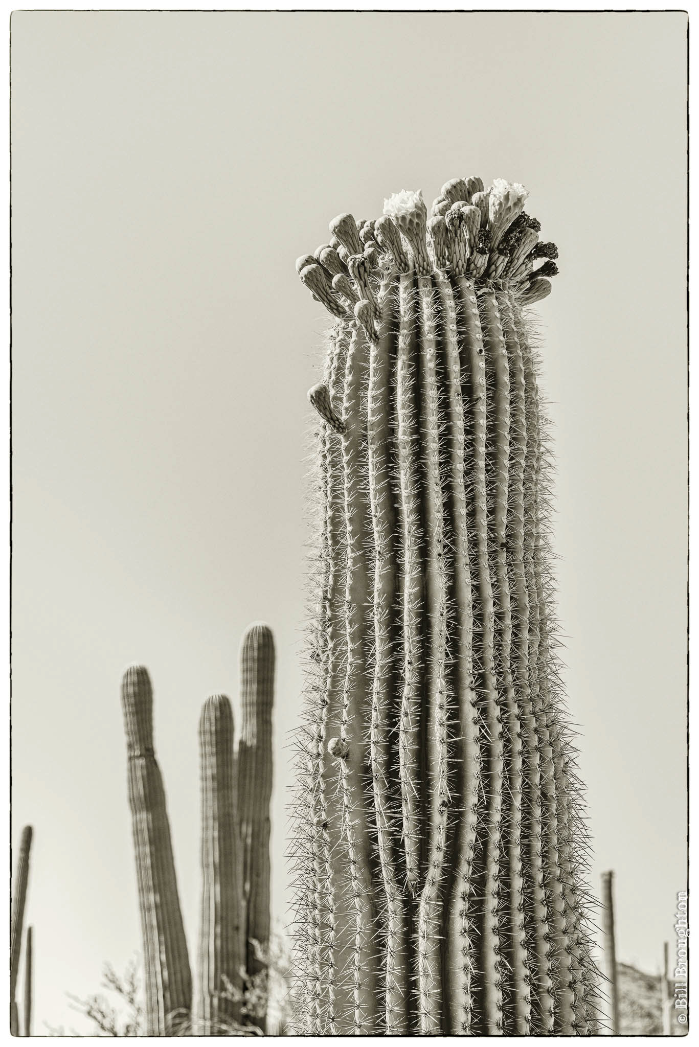 Saguaro National Park, Arizona