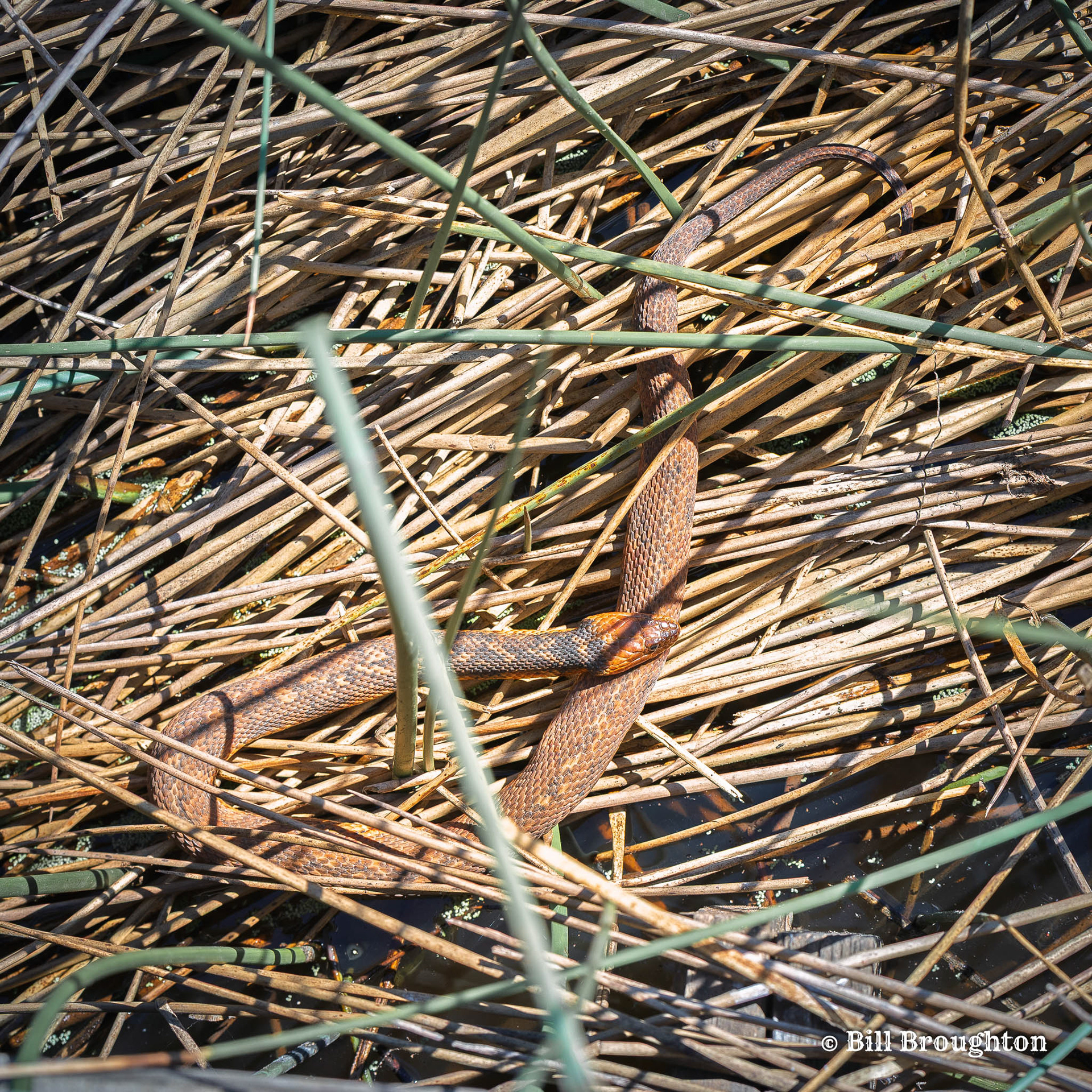 Snake in the grass at Brazoria NWR