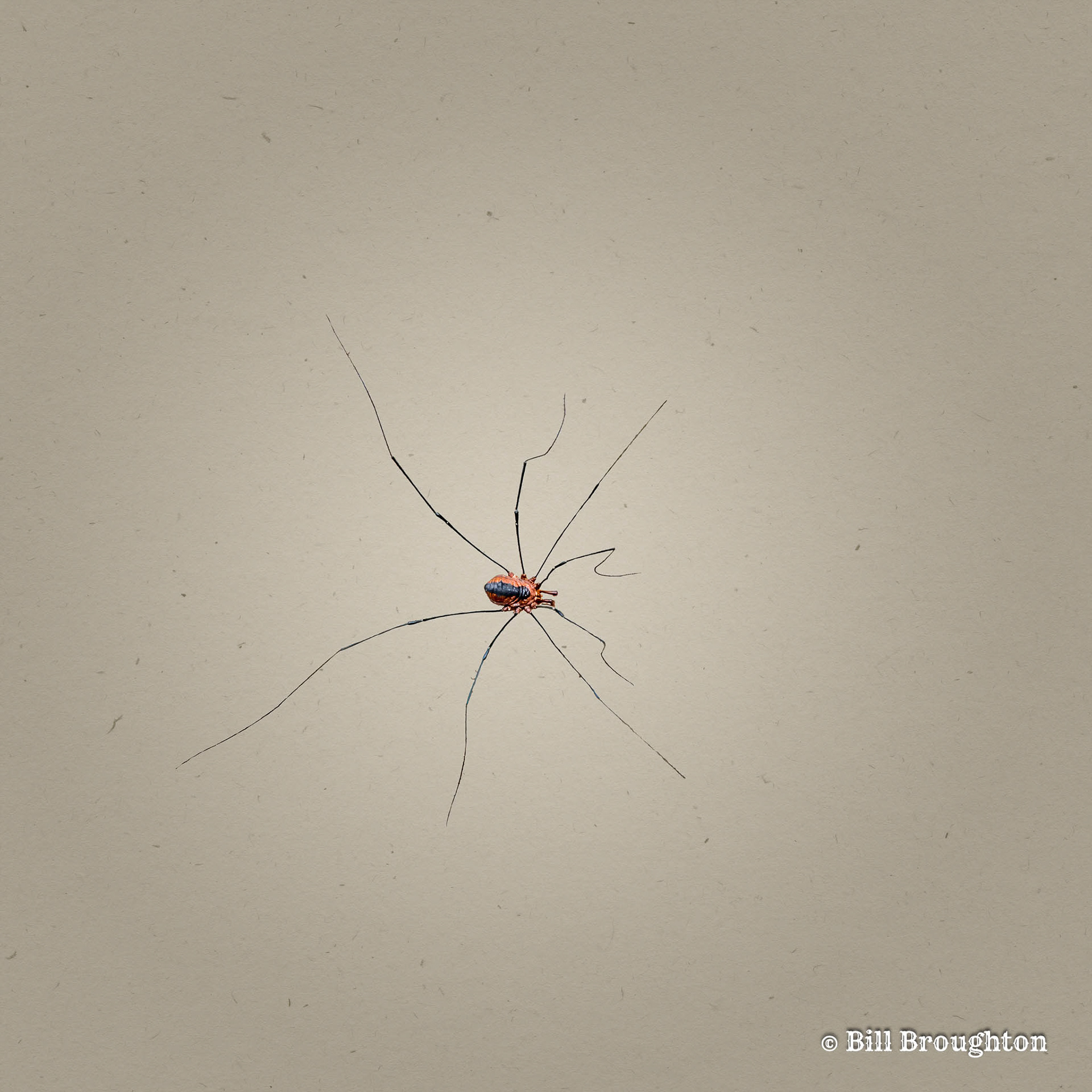 Harvestman Arachnid