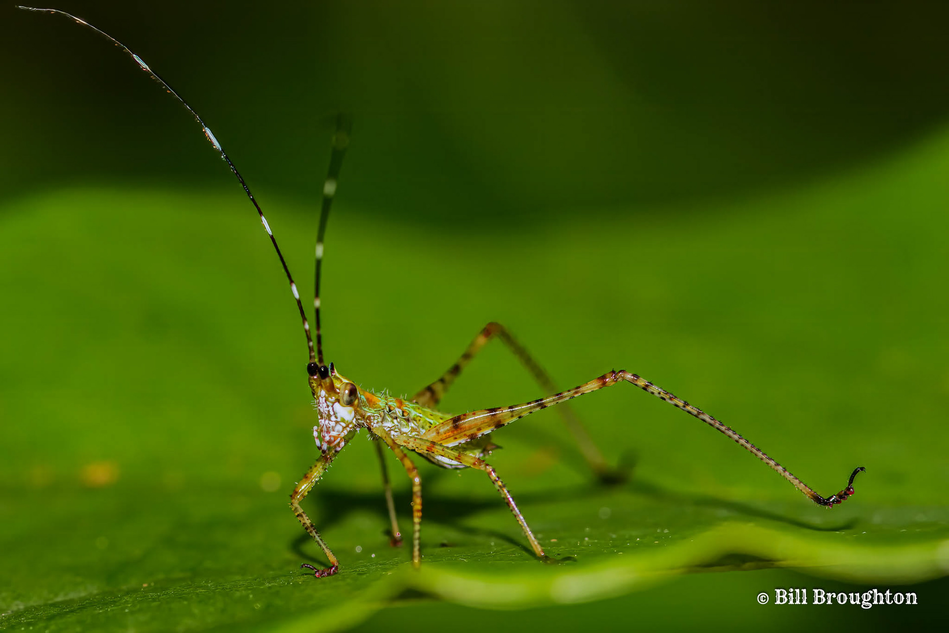 Fork-tailed Bush Katydid