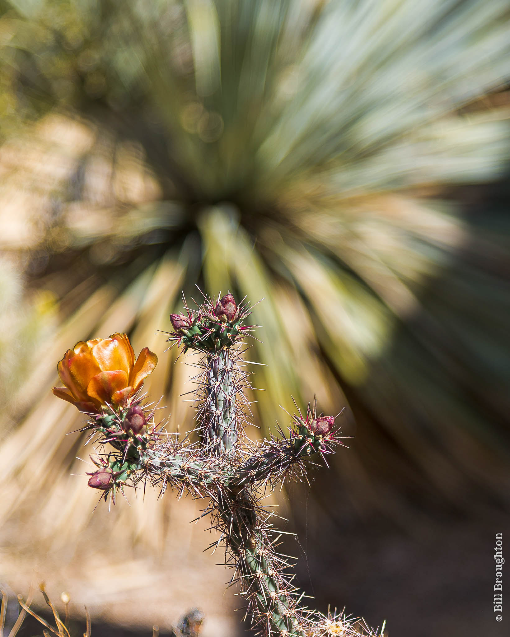 Staghorn Cholla