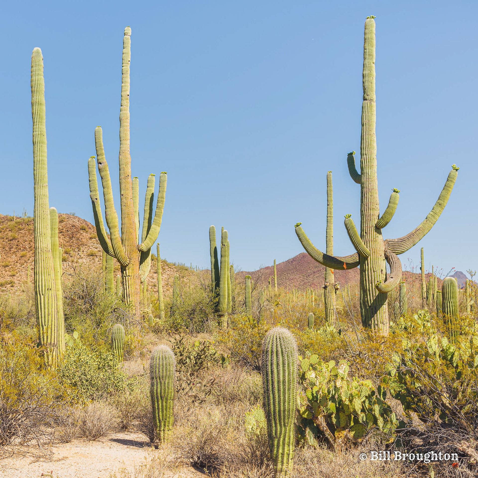 The Iconic Saguaro Cactus