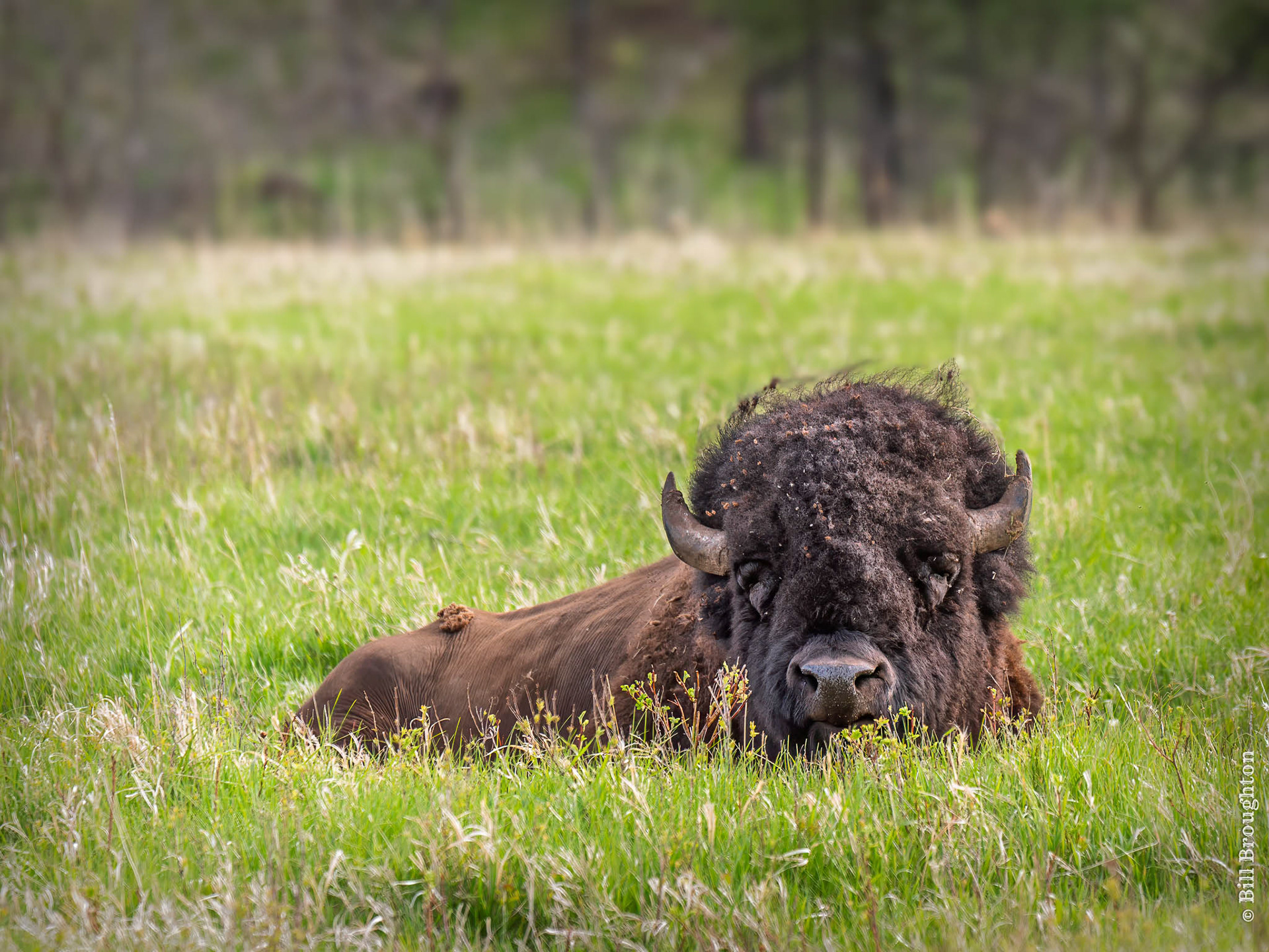 Bison, Custer State Park Wildlife Loop, South Dakota
