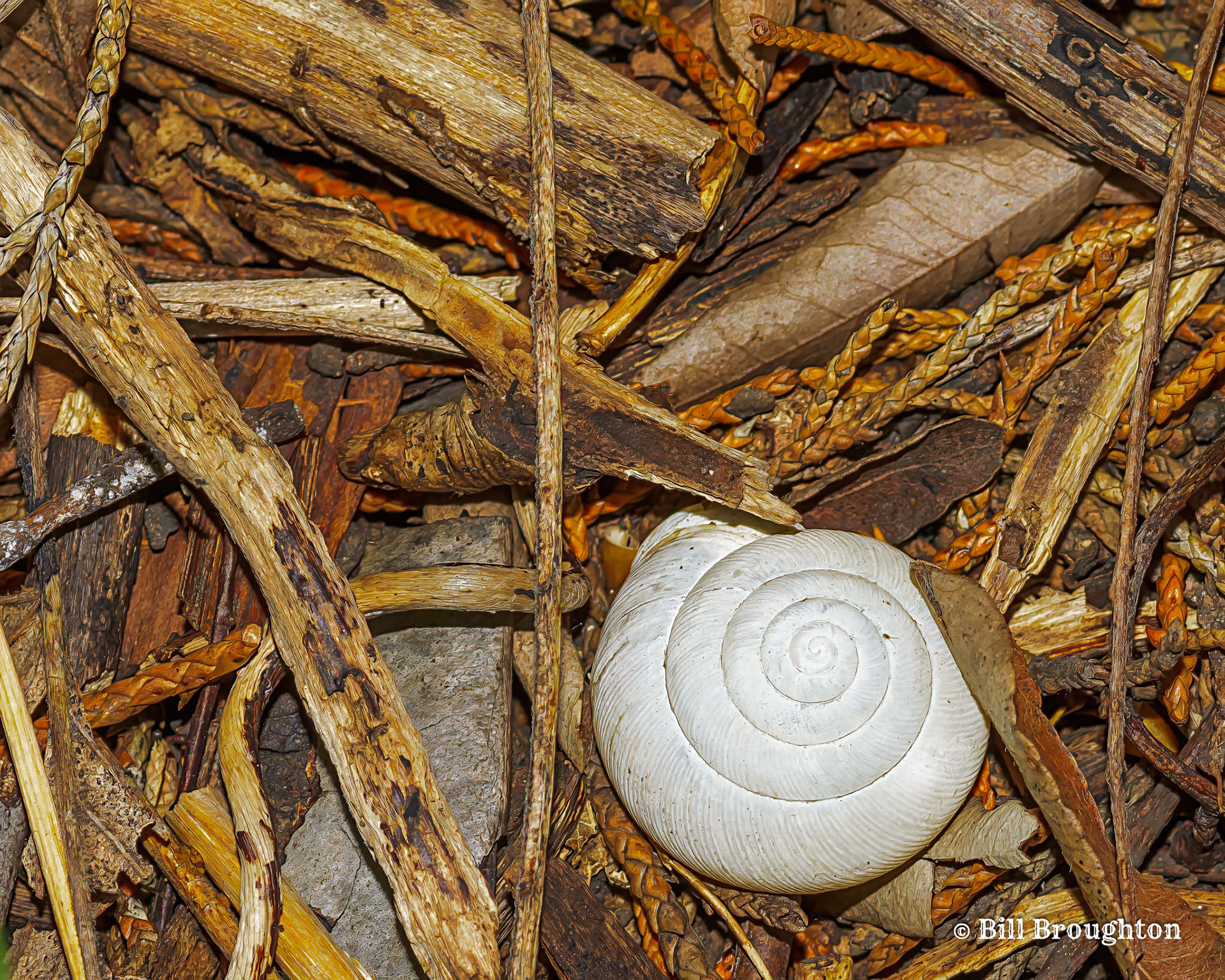 The Forest Floor