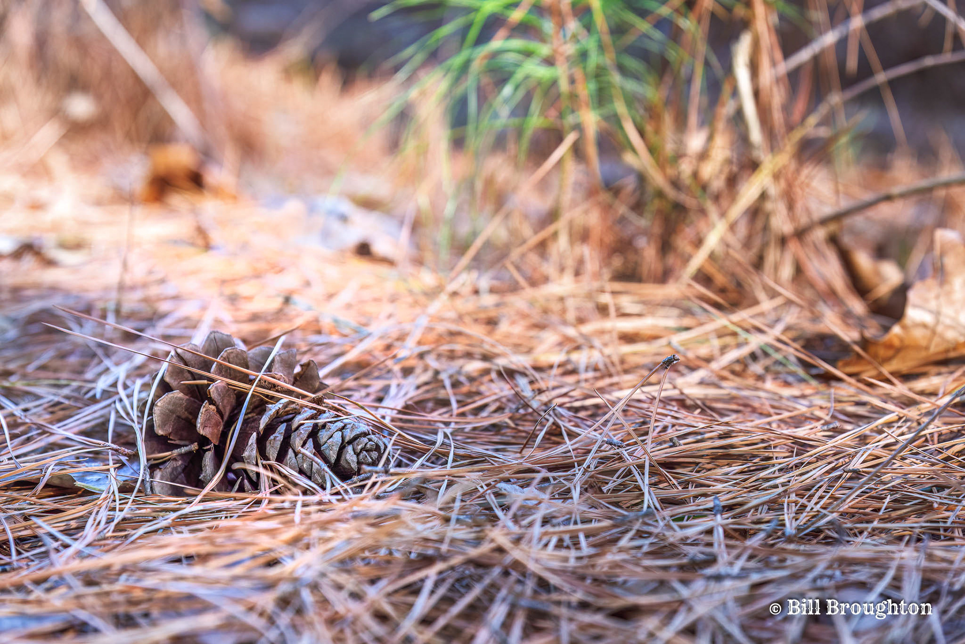 Winter's forest floor at Coffee Mill Lake, Texas