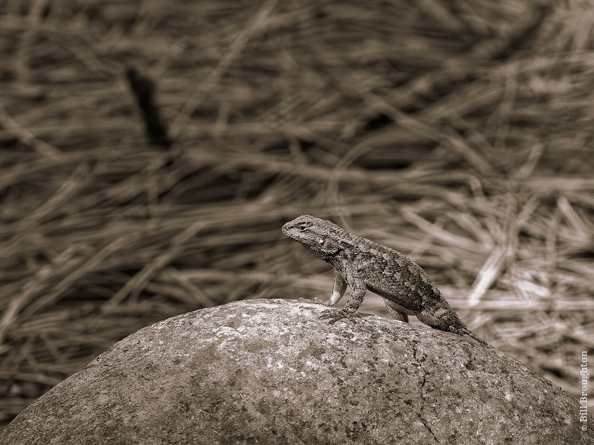 Playful Lizard Near Mt. Shasta, California