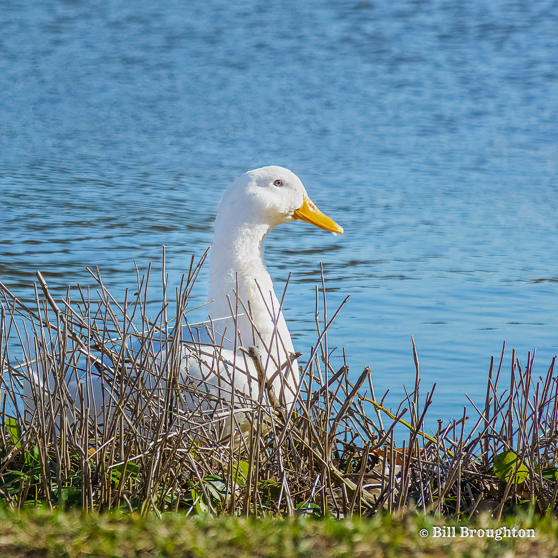 Posing Duck On Bachman Lake
