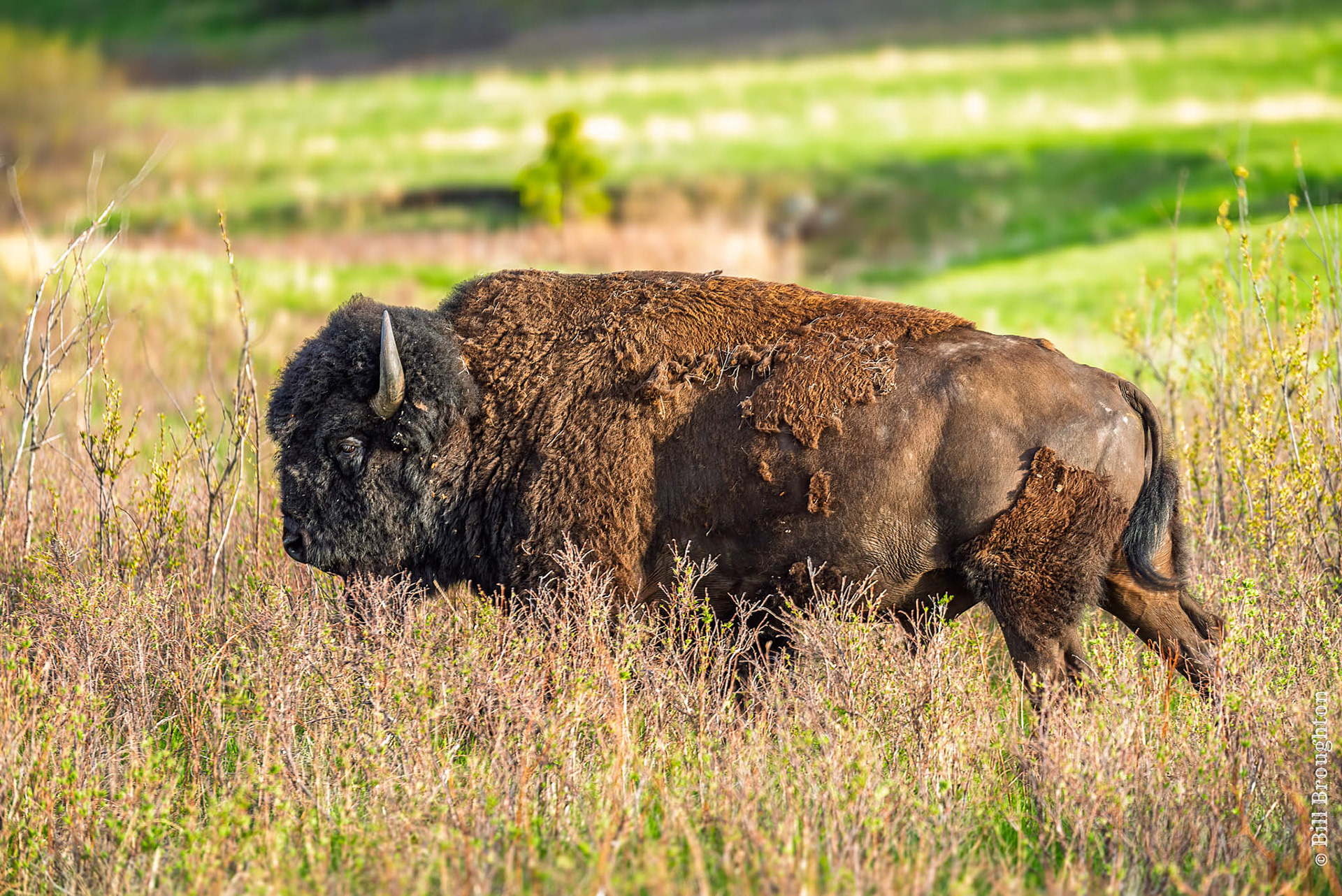 Bison, Custer State Park Wildlife Loop, South Dakota