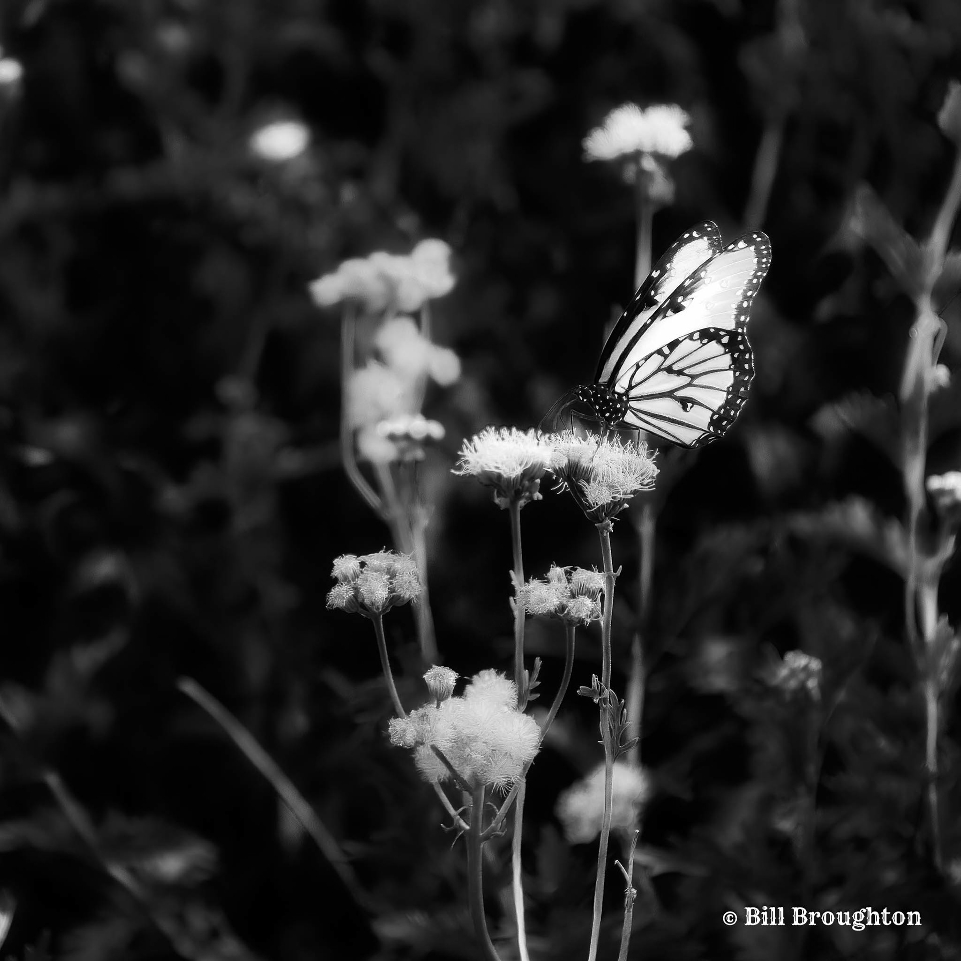 Butterfly Garden at Hagerman NWR