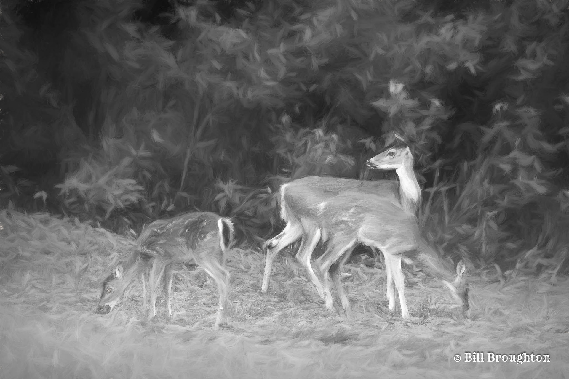 Mama guarding the young
