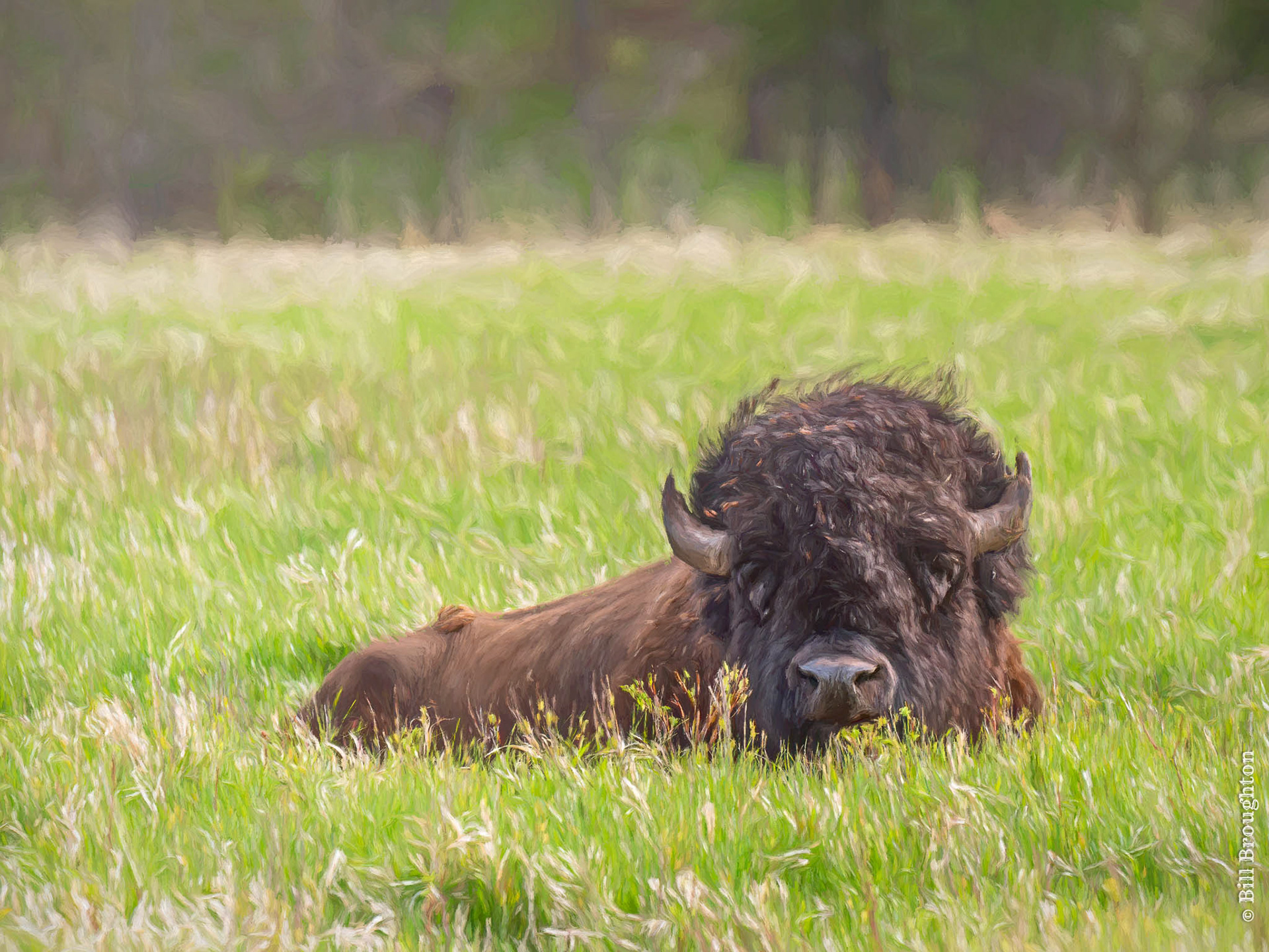 American Bison