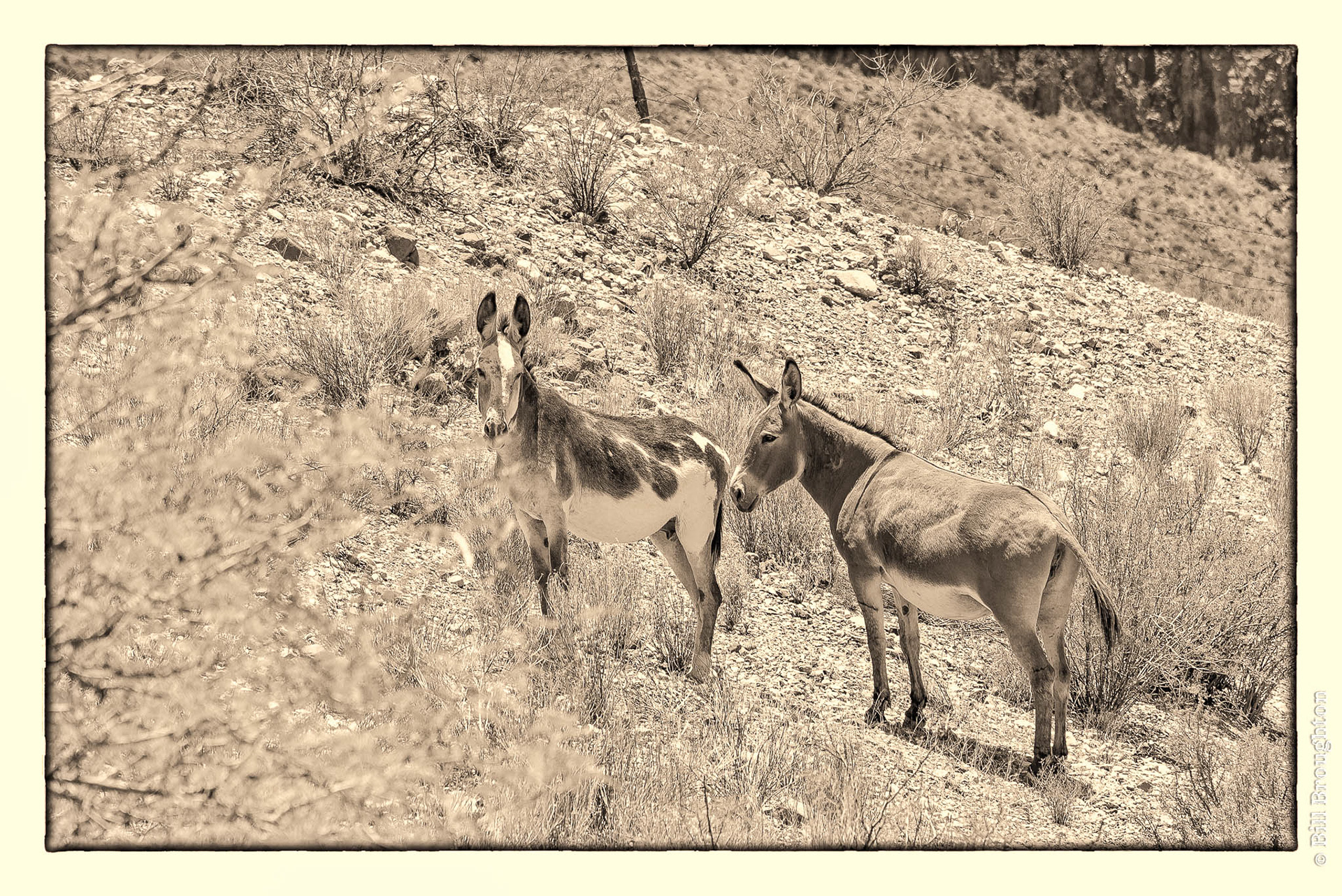 Javelina, Marathon, Texas