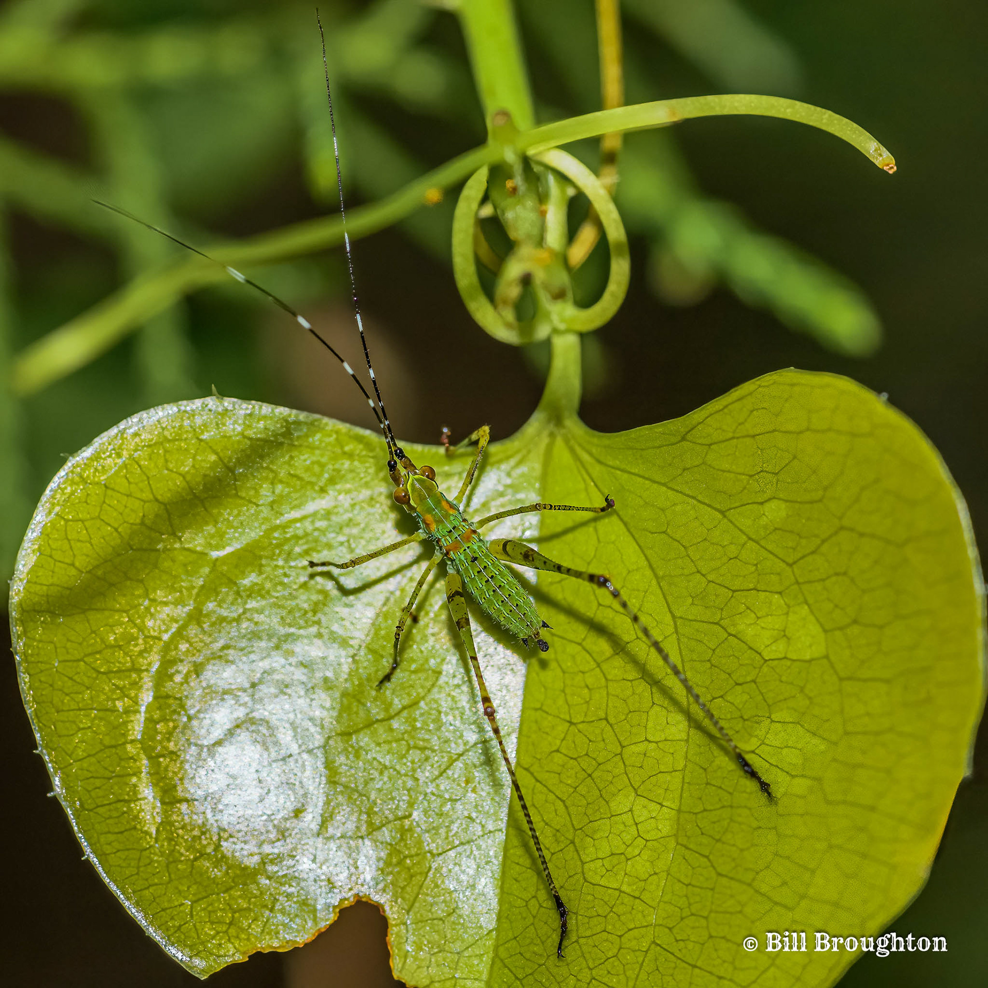 Fork-tailed Bush Katydid