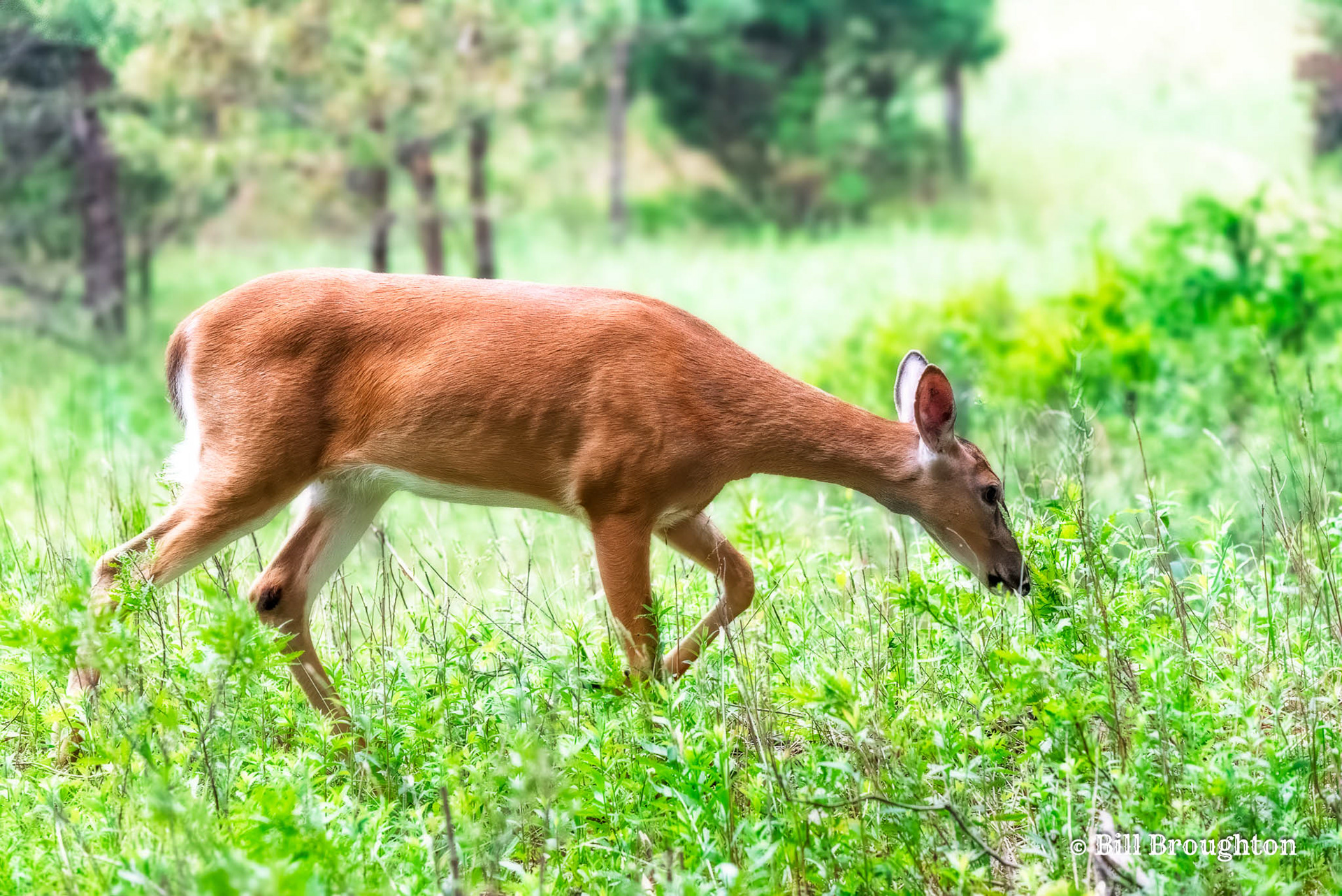 White-tailed Deer