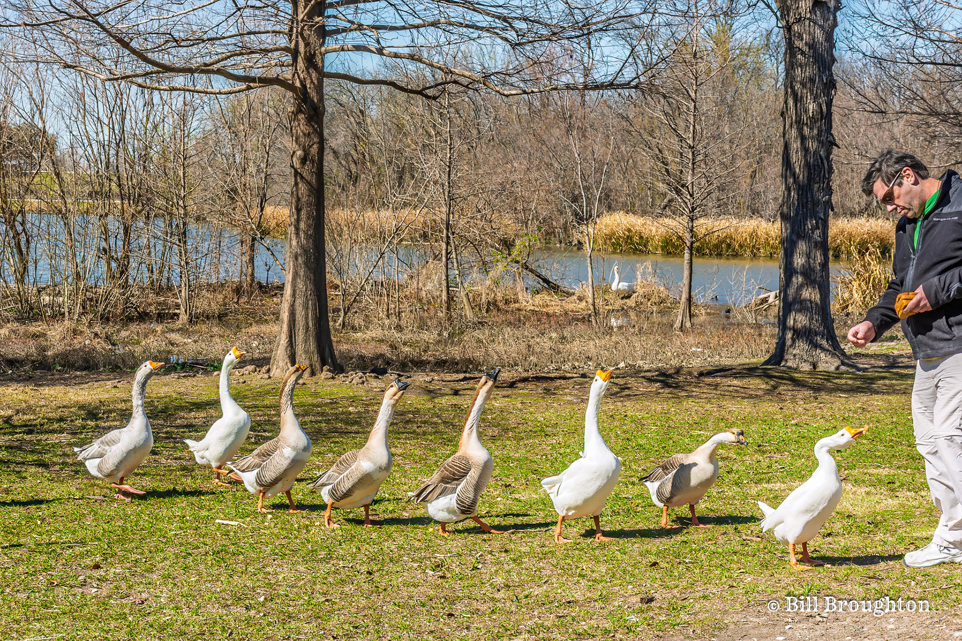 Chinese Geese Line Up For  A Treat At White Rock Lake