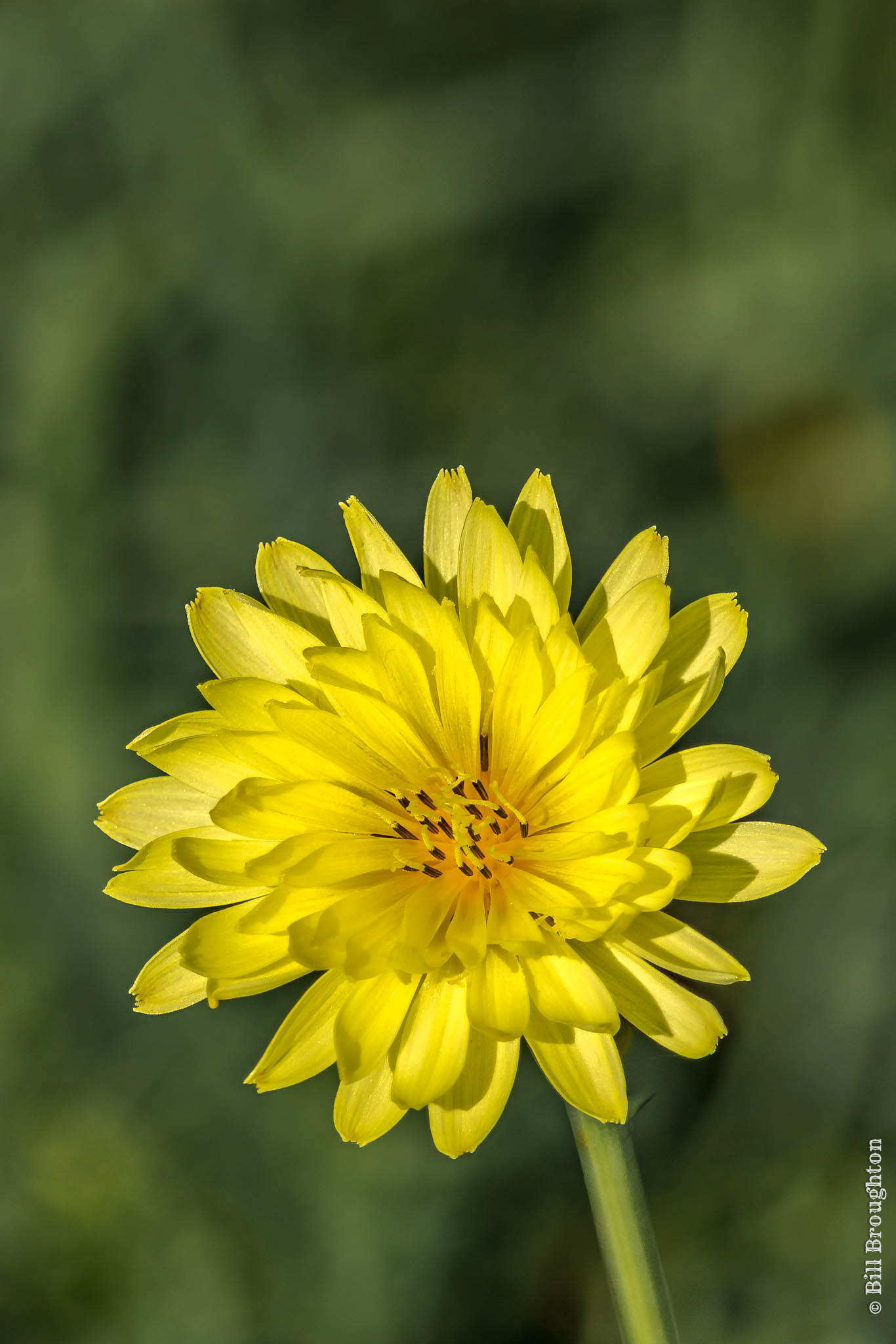 Texas Dandelion