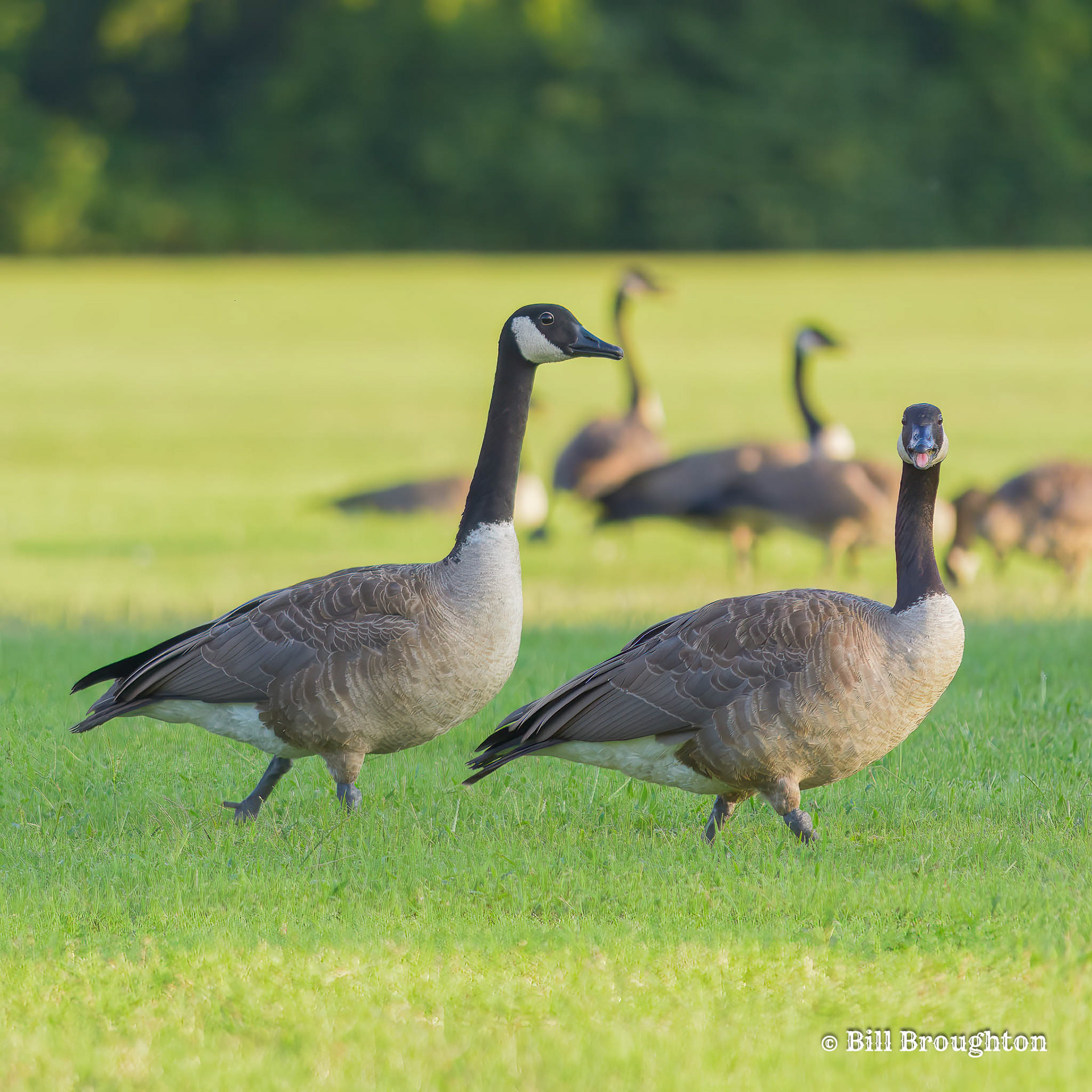 Geese In The Backyard