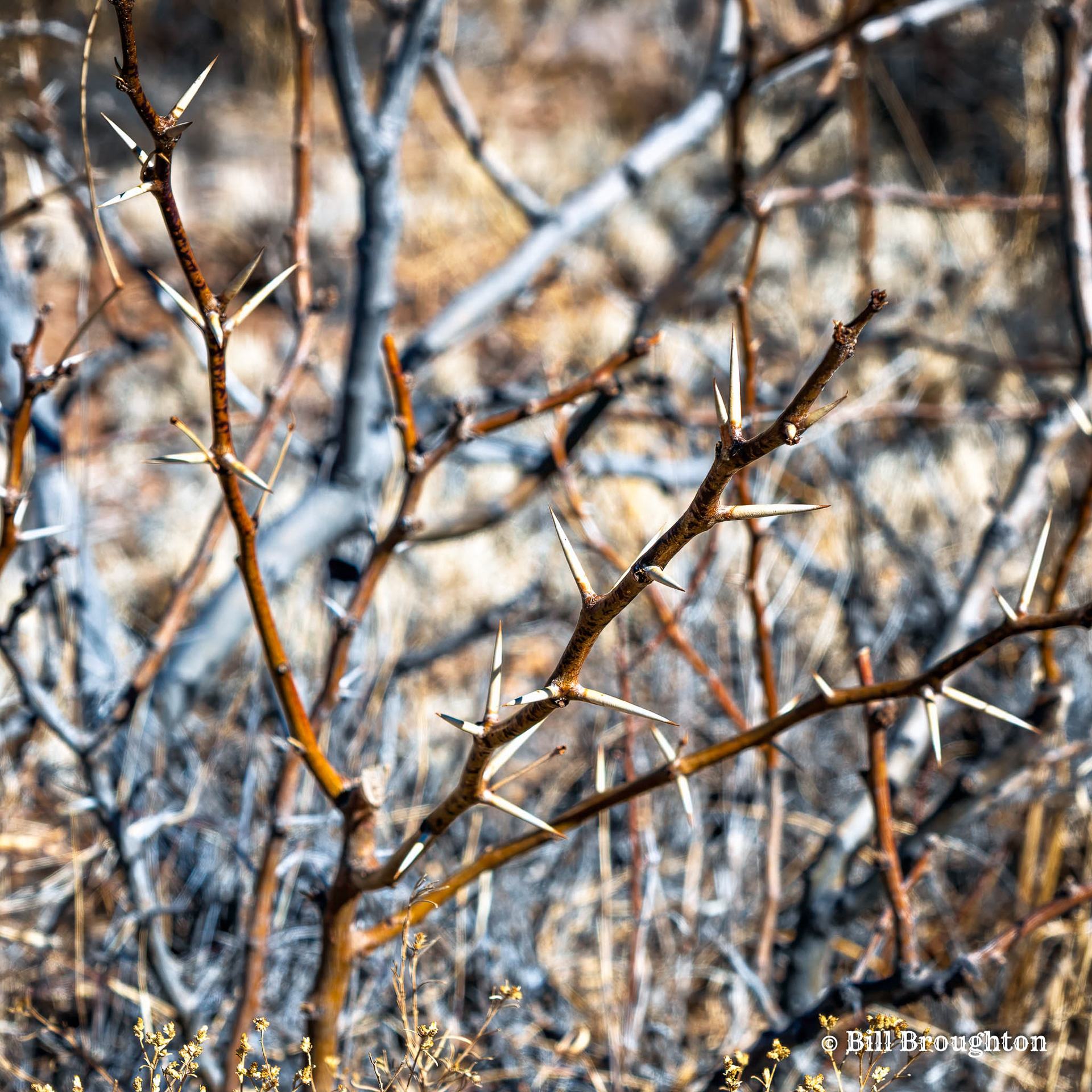 Mesquite Thorns Along The Soledad Canyon Loop Trail