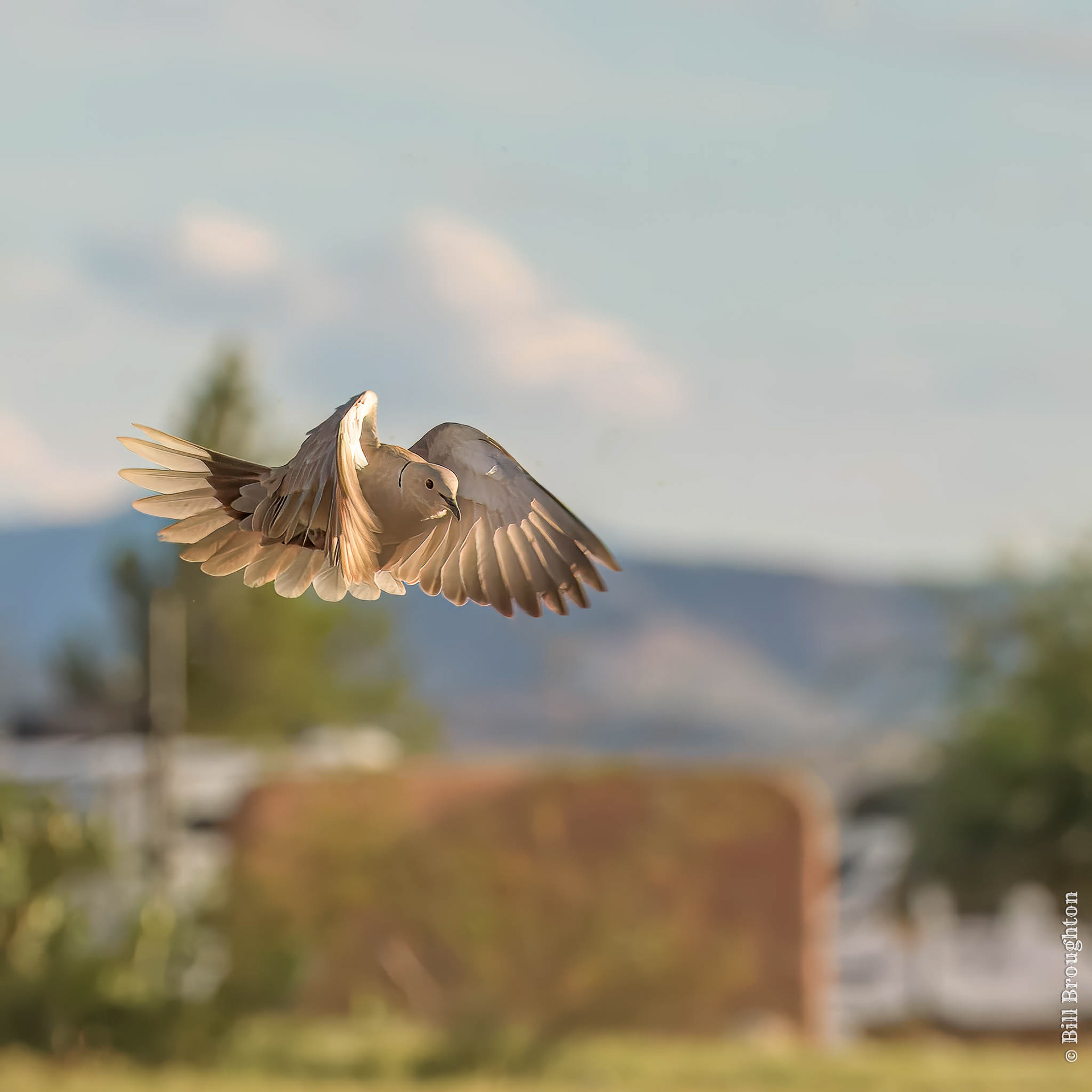 Eurasian Collared-Dove, Marathon, TX