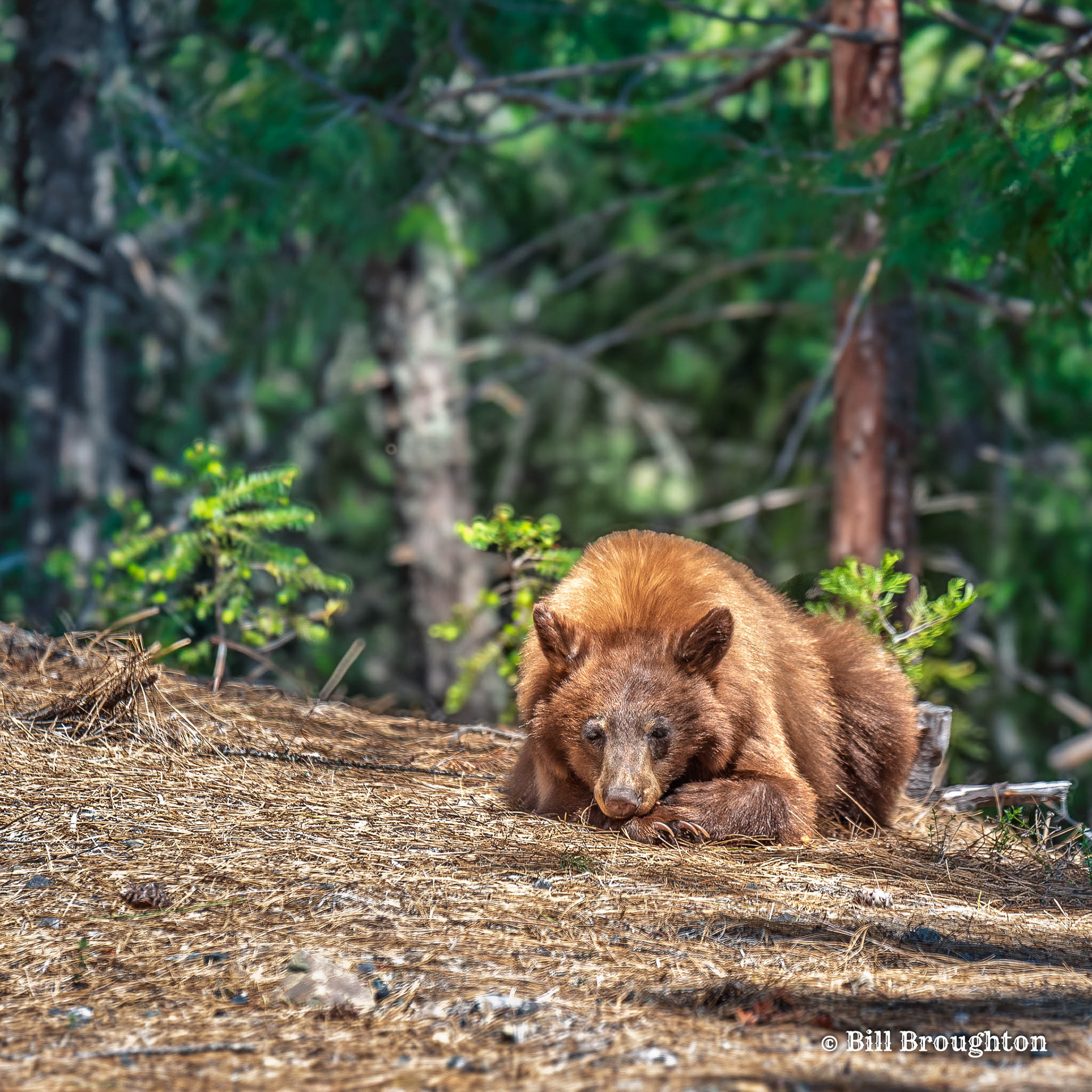 Brown Bear  at McCloud Reservoir, CA