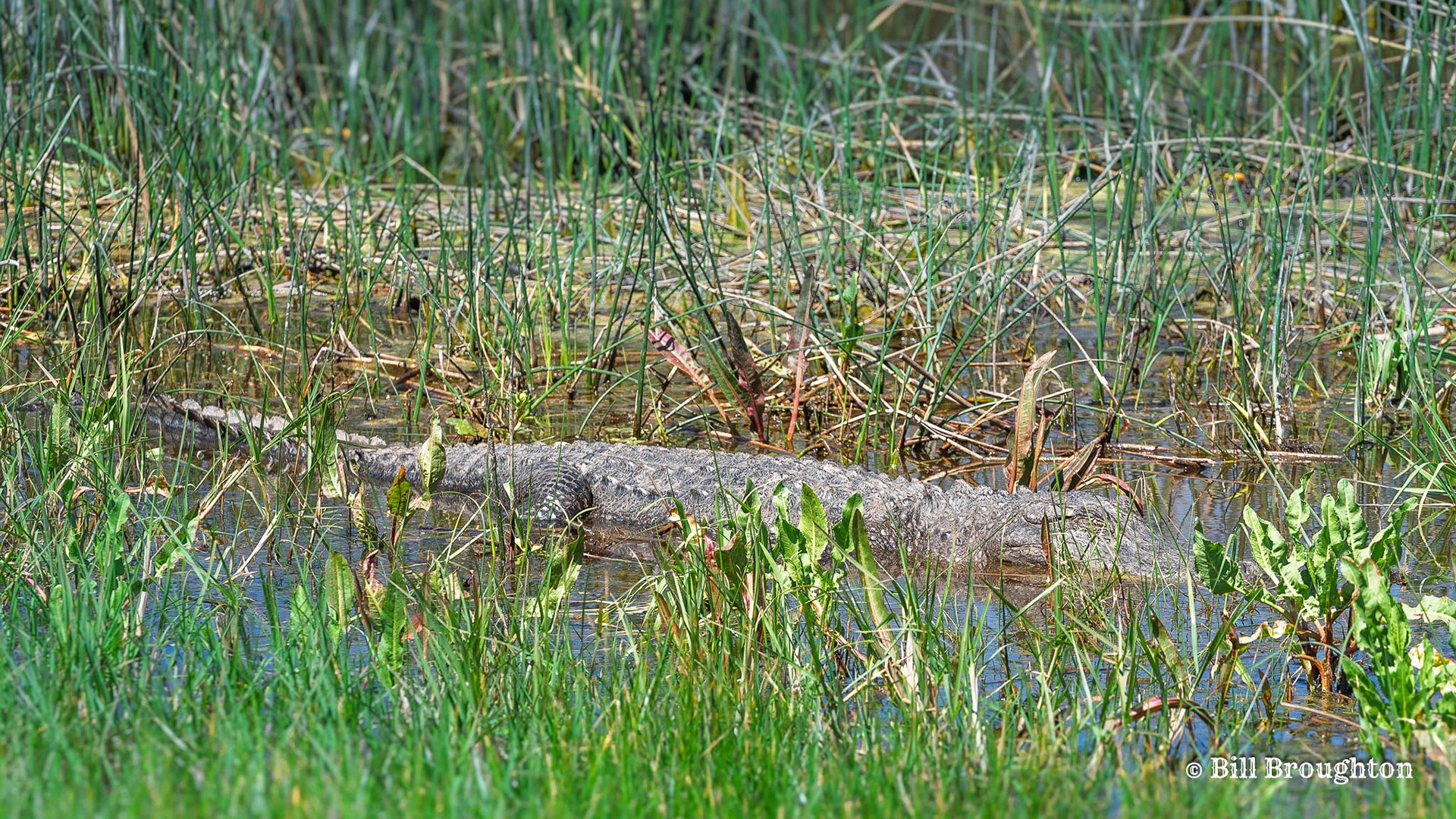 Alligator at Brazoria NWR