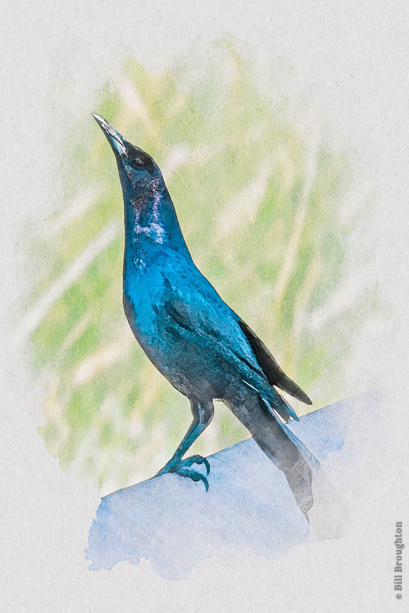 Grackle