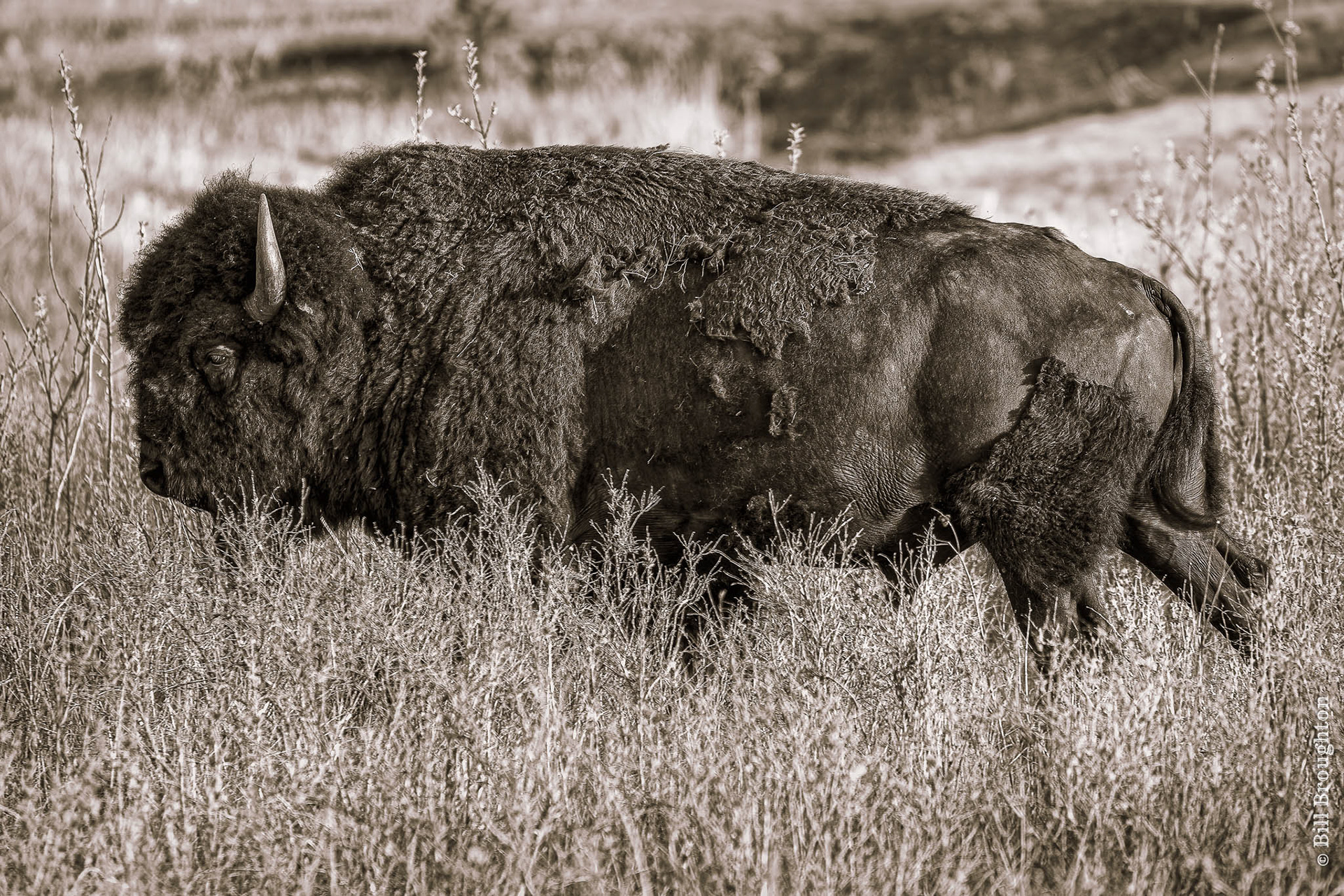 American Bison