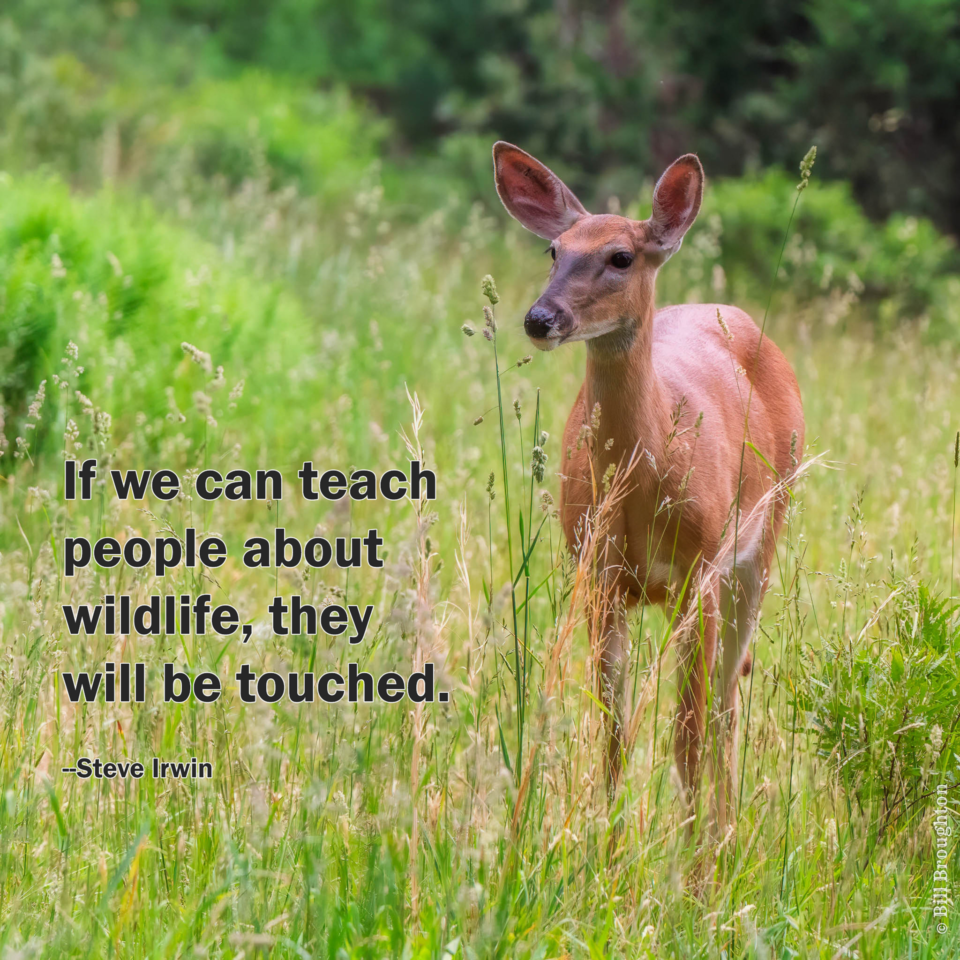 White-tailed Deer, Pennsylvania