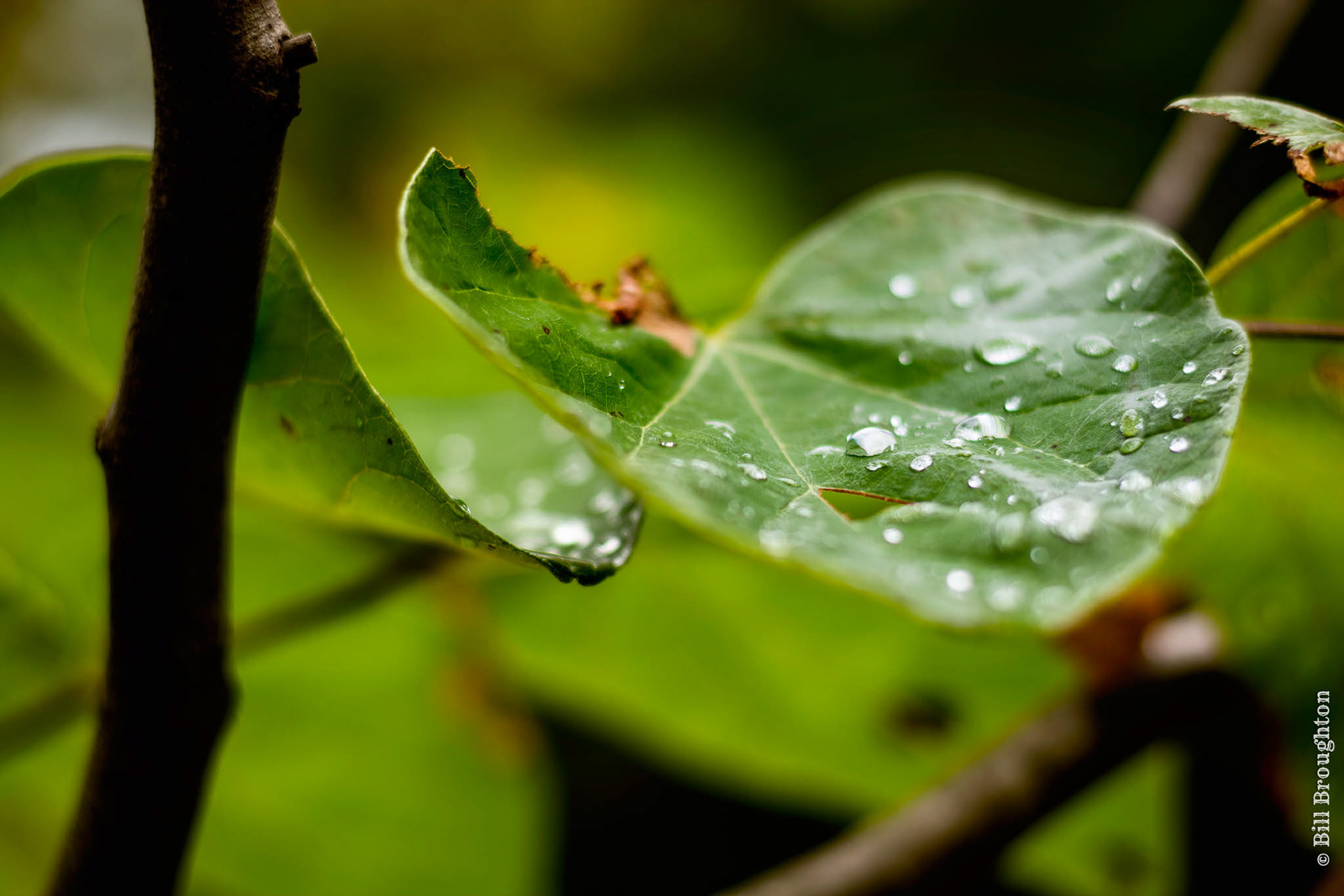 The Morning Dew