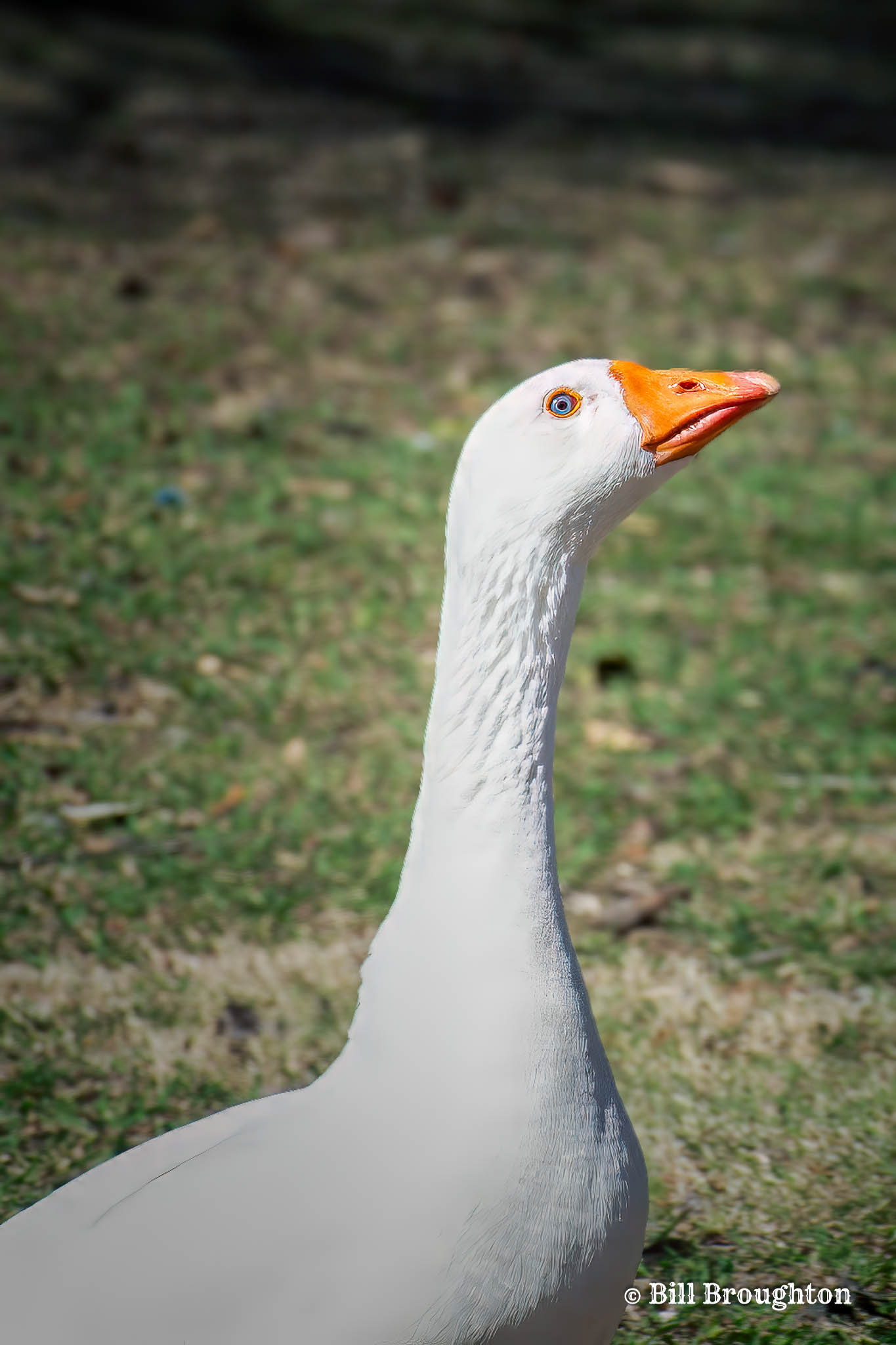 Chinese Goose