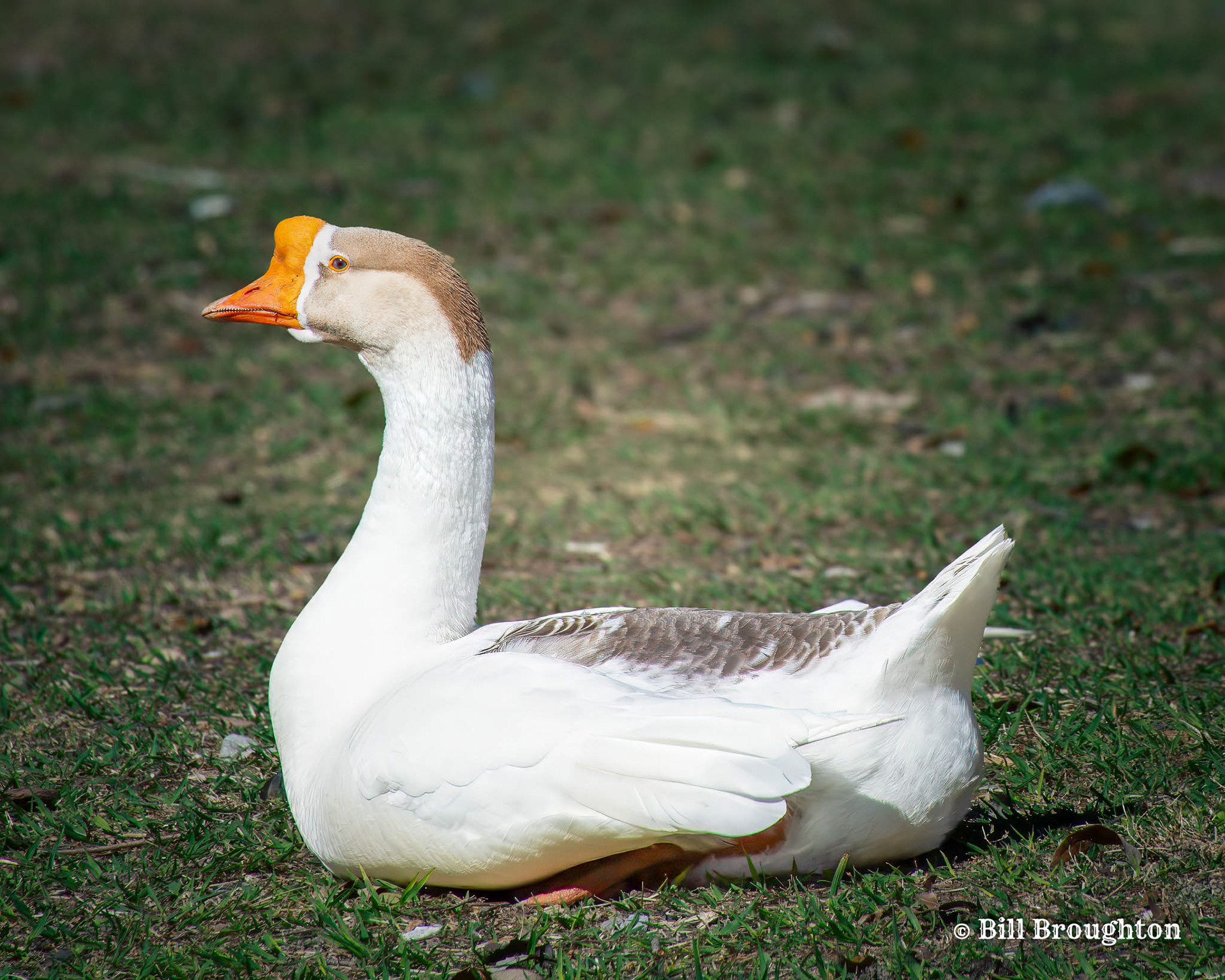 Chinese Goose