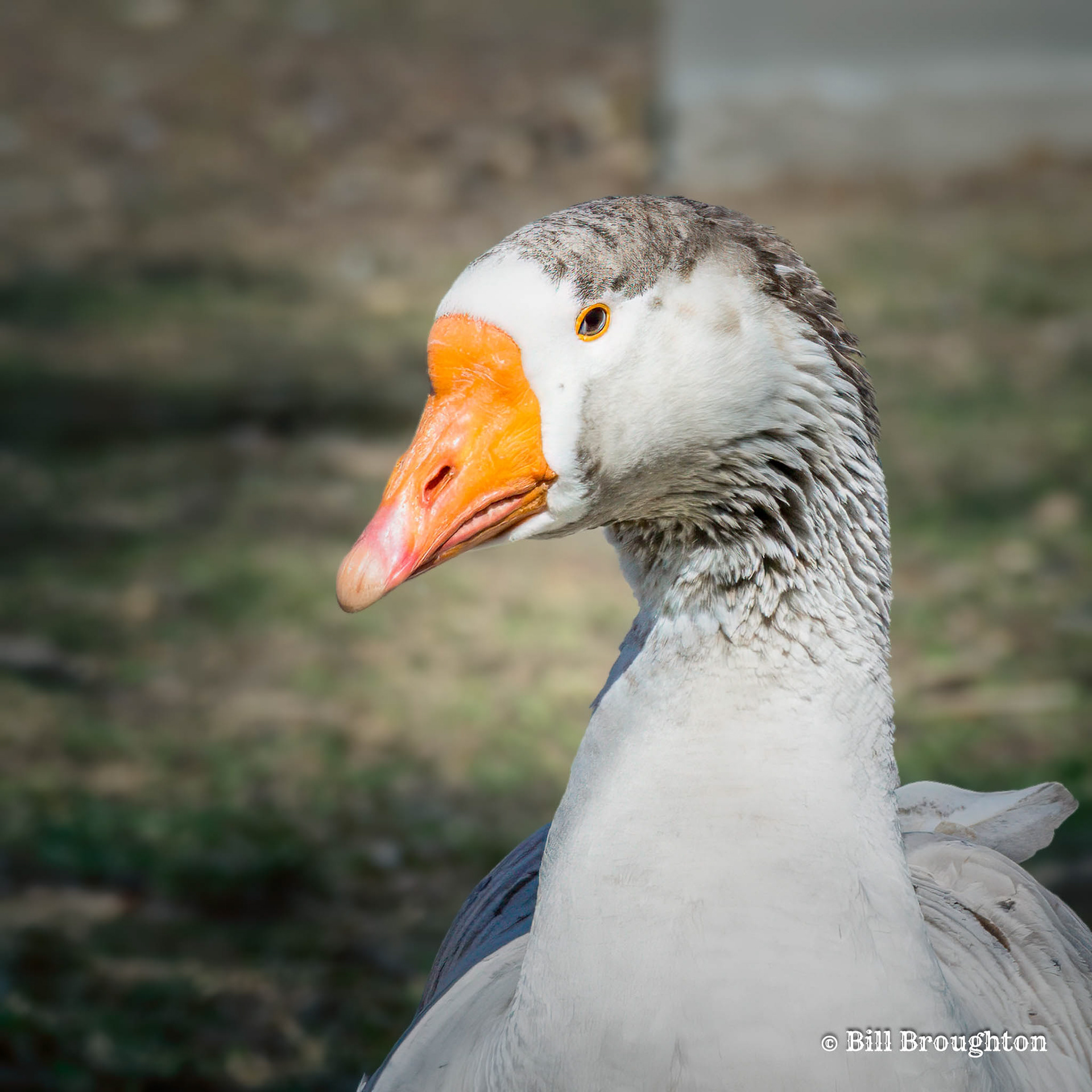 White Female Chinese Goose
