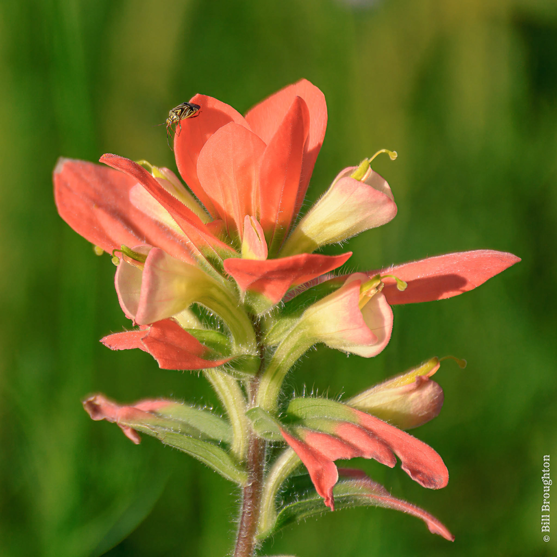 Indian Paintbrush