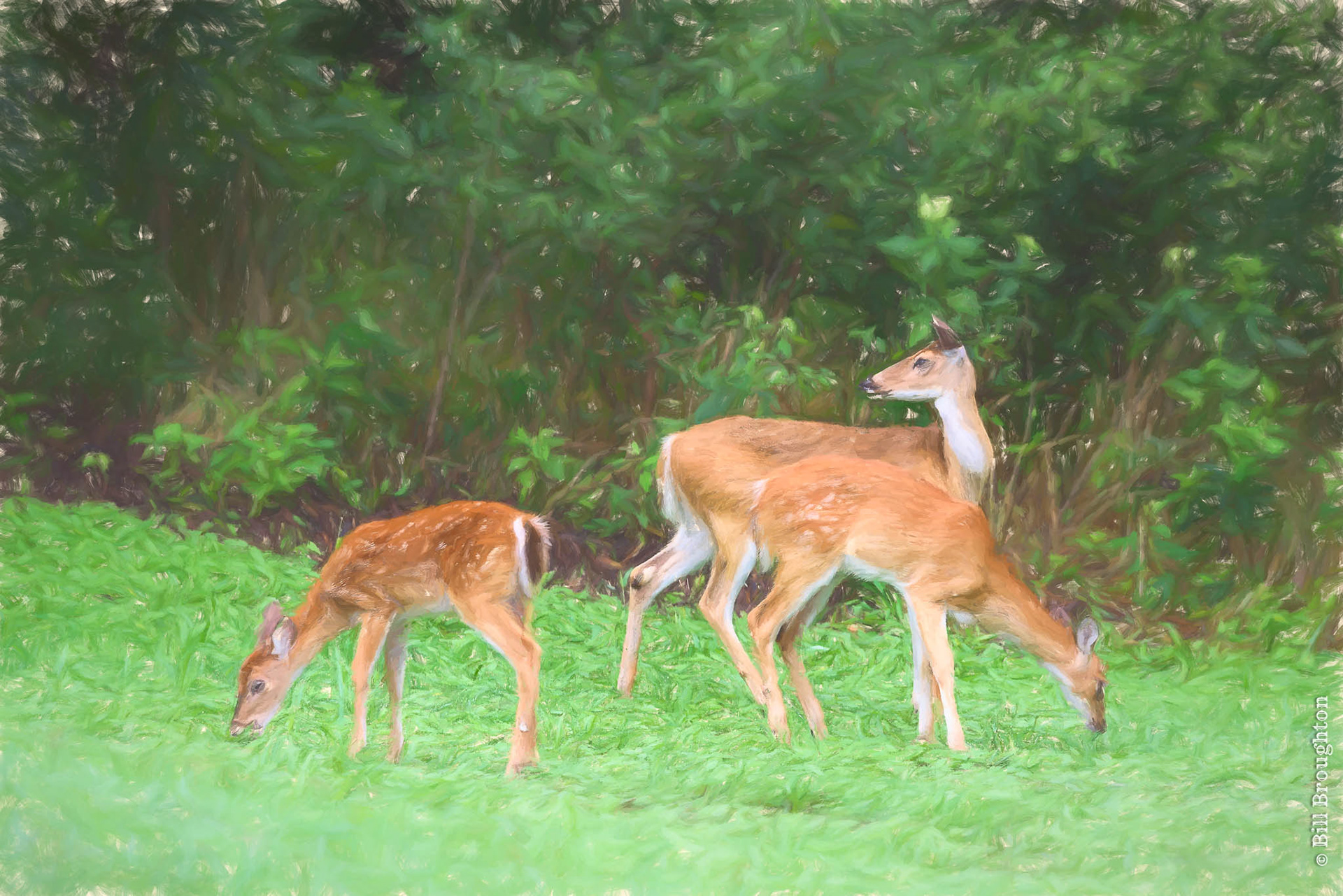 Watching Over The Young