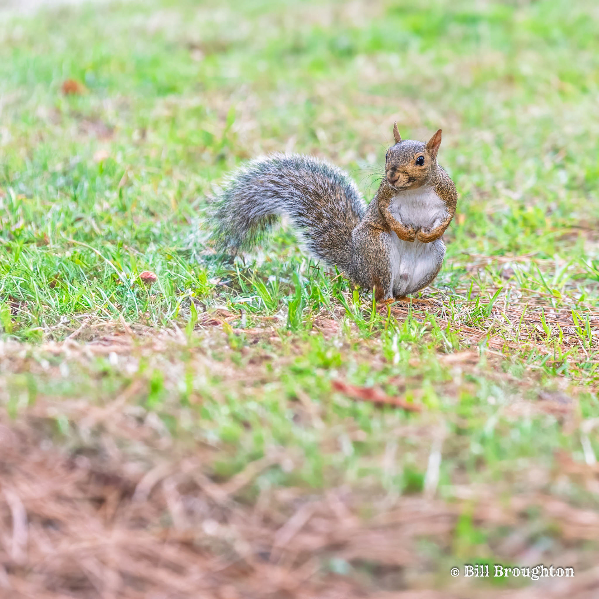 Posing Squirrel