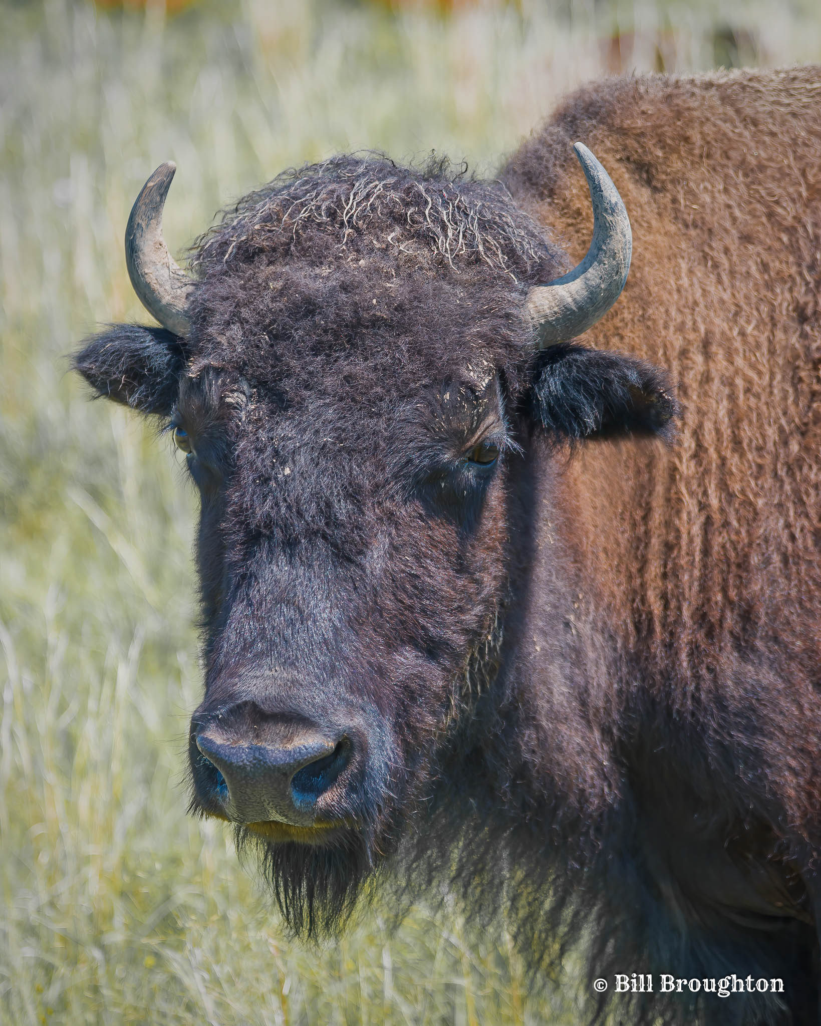 American Bison