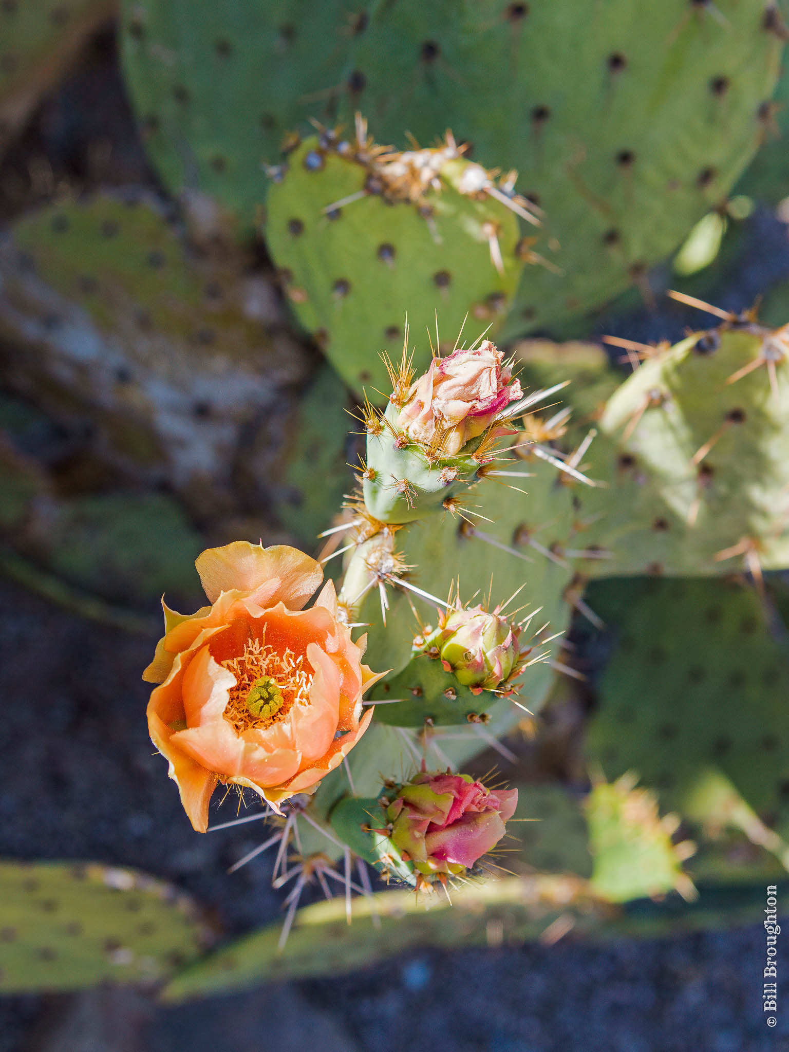 Prickly Pear