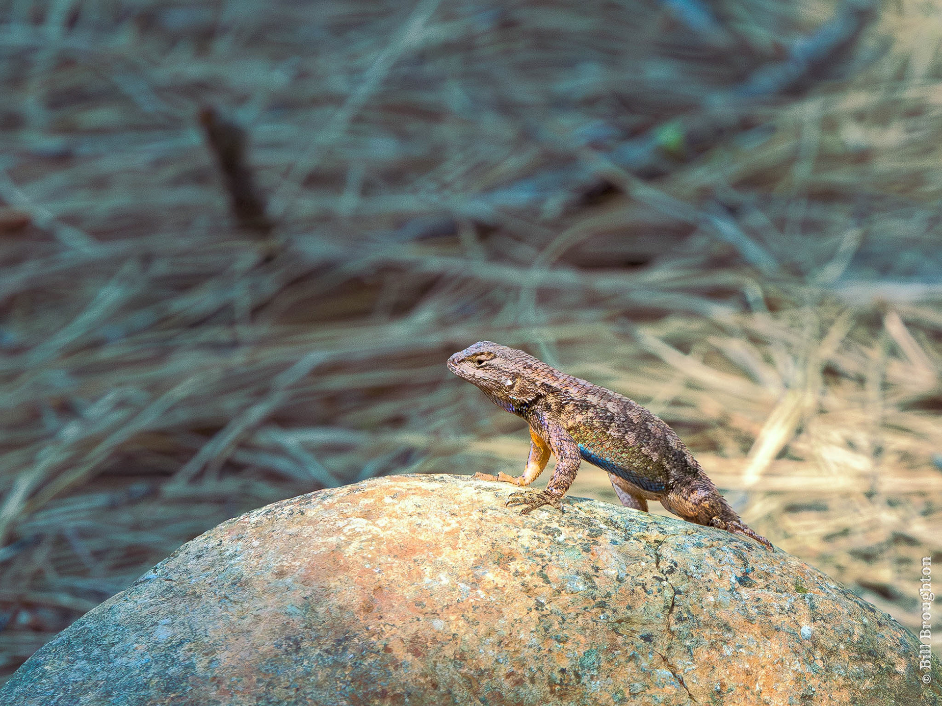 Lizard near Mt. Shasta, California