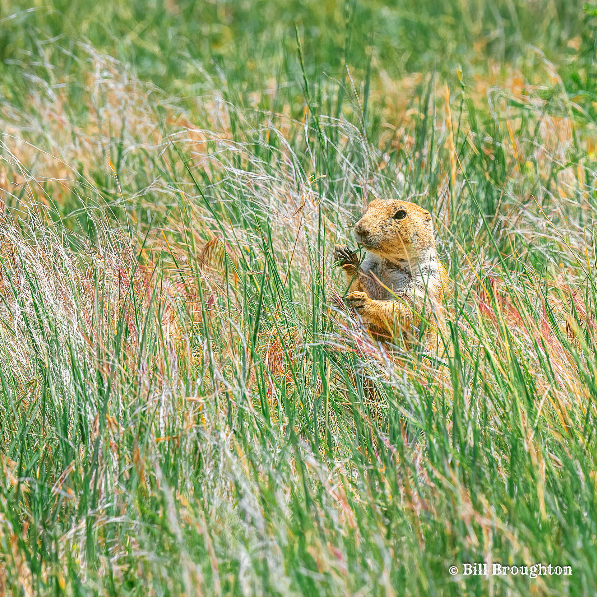 Prairie Dog