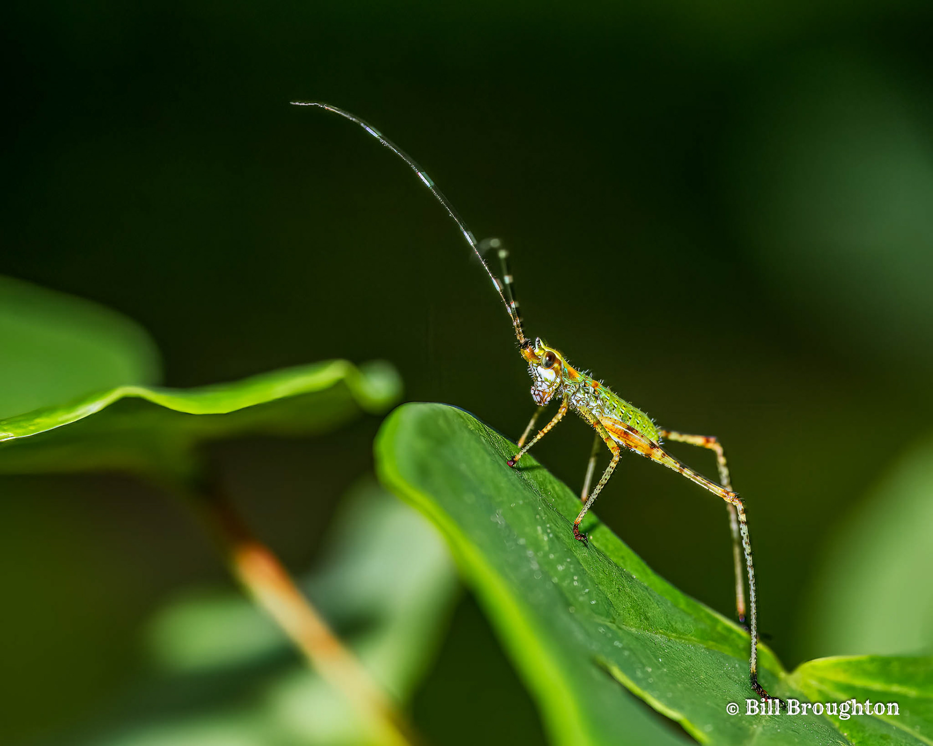 Fork-tailed Bush Katydid